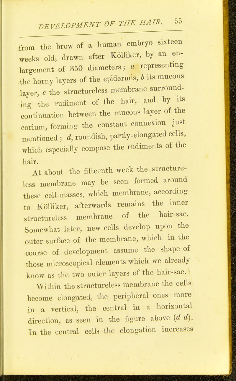 from the brow of a human embryo sixteen weeks old, drawn after KolUker, by an en- largement of 350 diameters; a representing the horny layers of the epidermis, h its mncous layer, c the structureless membrane surround- ing the rudiment of the hair, and by its continuation between the mucous layer of the corium, forming the constant connexion just mentioned; d, roundish, partly-elongated cells, which especially compose the rudiments of the hair. At about the fifteenth week the structure- less membrane may be seen formed around these cell-masses, which membrane, according to KoUiker, afterwards remains the inner structureless membrane of the hair-sac. Somewhat later, new cells develop upon the outer surface of the membrane, which in the course of development assume the shape of those microscopical elements which we already know as the two outer layers of the hair-sac. Within the structureless membrane the cells become elongated, the peripheral ones more in a vertical, the central in a horizontal direction, as seen in the figure above [d d). In the central cells the elongation increases