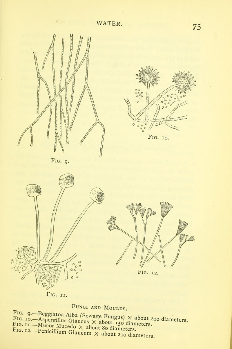 Fungi and Moulds tio. I2.-Penicillium Glaucum x about 200 diameters.