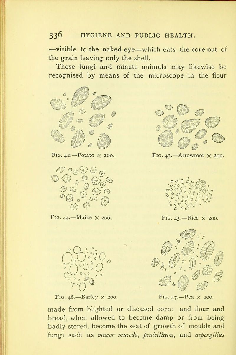 —visible to the naked eye—which eats the core out of the grain leaving only the shell. These fungi and minute animals may likewise be recognised by means of the microscope in the flour Fig. 42.—Potato X 200. Fig. 43.—Arrowroot X 200. Fig. 46.—Barley X 200. Fig. 47.—Pea X 200. made from blighted or diseased corn; and flour and bread, when allowed to become damp or from being badly stored, become the seat of growth of moulds and fungi such as mucor mucedo, penicillium, and aspergillus