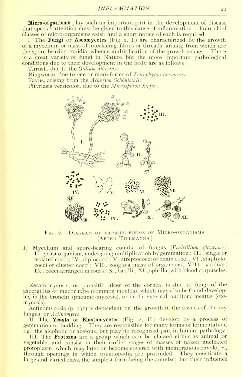 Micro-organisms play such an important part in the development of disease that special attention must be given to this cause of inflammation. Four chief classes of micro-organisms exist, and a short notice of each is required. I. The Fungi or Ascomycetes (Fig. 2, I.) are characterized by the growth of a mycelium or mass of interlacing fibres or threads, arising from which are the spore-bearing conidia, whence multiplication of the growth ensues. There is a great variety of fungi in Nature, but the more important pathological conditions due to their development in the body are as follows : Thrush, due to the Oidium albicans. Ringworm, due to one or more forms of Tricofihyton tonsurans Favus, arising from the Achorwn Schdnleinii. Pityriasis versicolor, due to the Microsporon fur/m (After Tillmanns.) F, Mycelium and spore-bearing conidia of fungus (Penicillium glaucum) ; II., yeast organism, undergoing multiplication by gemmation ; III., single or isolated cocci; IV.,diplococci; V.. streptococci or chain cocci; VI., staphylo- cocci or cluster cocci; VII., zoogloea mass of organisms; VIII., sarcinae ; IX., cocci arranged in fours ; X . bacilli; XL, spirilla, with blood corpuscles. Kerato-mycosis, or parasitic ulcer of the cornea, is due to fungi of the aspergillus or mucor type (common moulds), which may also be found develop- ing in the bronchi (pneumo-mycosis). or in the external auditory meatus (oto- mycosis) . Actinomycosis (p. 131) is dependent on the growth in the tissues of the ray fungus, or Actinomyces. II. The Yeasts or Blastomycetes (Fig. 2, IF) develop by a process of gemmation or budding. They are responsible for many forms of fermentation, e.g., the alcoholic or acetous, but play no recognised part in human pathology. ill The Protozoa are a group which can be classed either as animal or vegetable, and consist in their earlier stages of masses of naked nucleated protoplasm, which may later on become covered with membranous envelopes, through openings in which pseudopodia are protruded. They constitute a large and varied class, the simplest form being the amoeba ; but their influence