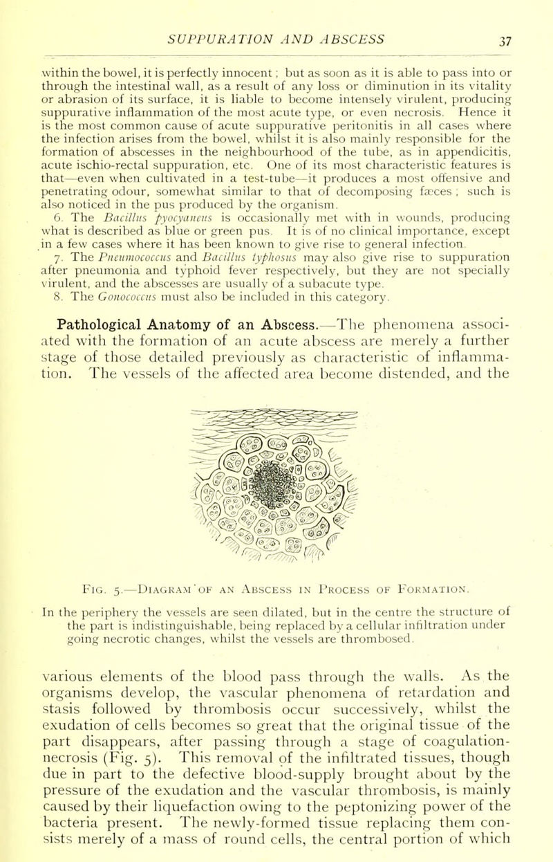 within the bowel, it is perfectly innocent; but as soon as it is able to pass into or through the intestinal wall, as a result of any loss or diminution in its vitality or abrasion of its surface, it is liable to become intensely virulent, producing suppurative inflammation of the most acute type, or even necrosis. Hence it is the most common cause of acute suppurative peritonitis in all cases where the infection arises from the bowel, whilst it is also mainly responsible for the formation of abscesses in the neighbourhood of the tube, as in appendicitis, acute ischio-rectal suppuration, etc. One of its most characteristic features is that—even when cultivated in a test-tube—it pi'oduces a most offensive and penetrating odour, somewhat similar to that of decomposing fa?ces ; such is also noticed in the pus produced by the organism. 6. The Bacillus pyocyaneus is occasionally met with in wounds, producing what is described as blue or green pus. It is of no clinical importance, except in a few cases where it has been known to give rise to general infection. 7. The Pncumococcus and Bacillus typhosus may also give rise to suppuration after pneumonia and typhoid fever respectively, but they are not specially virulent, and the abscesses are usually of a subacute type. 8. The Gonococcus must also be included in this category. Pathological Anatomy of an Abscess.—The phenomena associ- ated with the formation of an acute abscess are merely a further stage of those detailed previously as characteristic of inflamma- tion. The vessels of the affected area become distended, and the Fig. 5.—Diagram'of an Abscess in Process of Formation. In the periphery the vessels are seen dilated, but in the centre the structure of the part is indistinguishable, being replaced by a cellular infiltration under going necrotic changes, whilst the vessels are thrombosed. various elements of the blood pass through the walls. As the organisms develop, the vascular phenomena of retardation and stasis followed by thrombosis occur successively, whilst the exudation of cells becomes so great that the original tissue of the part disappears, after passing through a stage of coagulation- necrosis (Fig. 5). This removal of the infiltrated tissues, though due in part to the defective blood-supply brought about by the pressure of the exudation and the vascular thrombosis, is mainly caused by their liquefaction owing to the peptonizing power of the bacteria present. The newly-formed tissue replacing them con- sists merely of a mass of round cells, the central portion of which