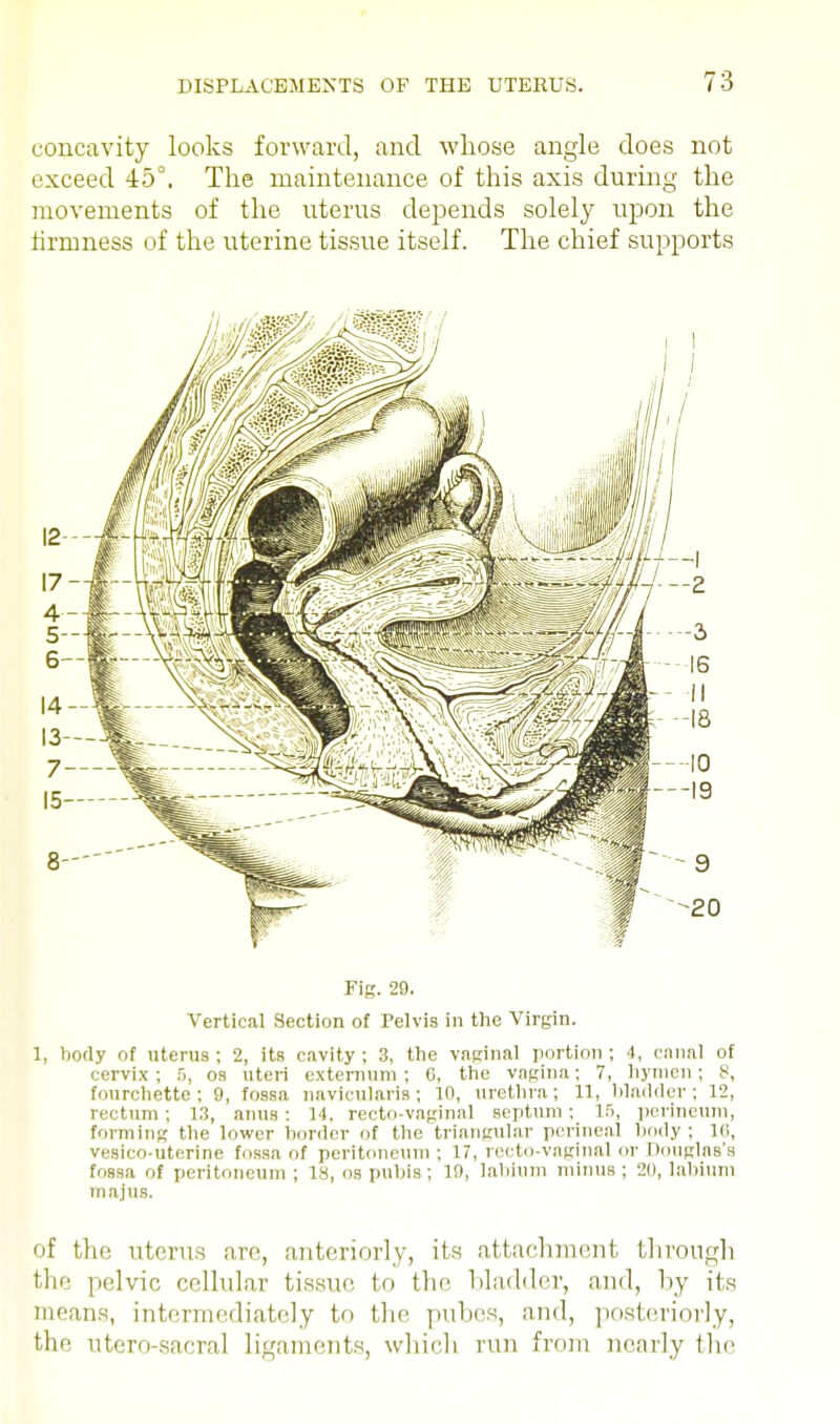 concavity looks forward, and whose angle does not exceed 45°. The maintenance of this axis during the movements of the uterus depends solely upon the firmness of the uterine tissue itself. The chief supports Fig. 29. Vertical Section of Pelvis in the Virgin. 1, body of uterus; 2, its cavity; 3, the vaginal portion; 4, canal of cervix ; 5, os uteri externum ; (j, the vagina; 7, hymen; 8, fourchette : 9, fossa navicularis; 10, urethra; 11, bladder; 12, rectum; 13, anus: 14. recto-vaginal septum; 15, perineum, forming the lower border of the triangular perineal body; 16, vesico-uterine fossa of peritoneum; 17, recto-vaginal or Douglas's fossa of peritoneum ; 18, os pubis ; 19, labium minus ; 20, labium majiis. of the uterus are, anteriorly, its attachment through the pelvic cellular tissue to the bladder, and, by its means, intermediately to the pubes, and, posteriorly, the utero-sacral ligaments, which run from nearly the