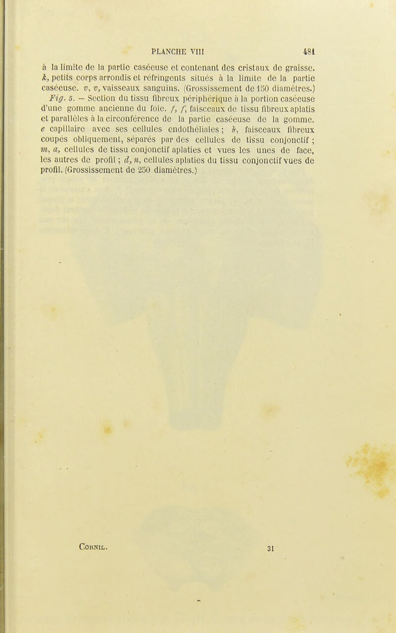 à la limite de la partie caséeuse et contenant des cristaux de graisse. k, petits corps arrondis et réfringents situés à la limite de la partie caséeuse. v, v, vaisseaux sanguins. (Grossissement de 150 diamètres.) Fiff. 5. — Section du tissu fibreux périphérique à la portion caséeuse d'une gomme ancienne du foie. /, f, faisceaux de tissu fibreux aplatis et parallèles à la circonférence de la partie caséeuse de la gomme. e capillaire avec ses cellules endothéliales ; b, faisceaux fibreux coupés obliquement, séparés par des cellules de tissu conjonctif ; m, a, cellules de tissu conjonctif aplaties et vues les unes de face, les autres de profil ; d, n, cellules aplaties du tissu conjonctif vues de profil. (Grossissement de 250 diamètres.) C.OHNIL. 31