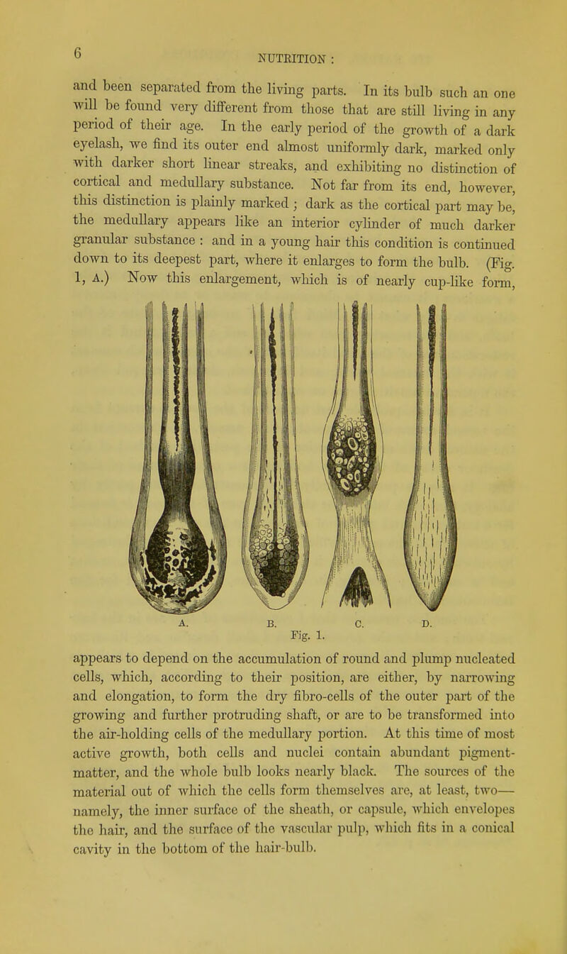 NUTRITION and been separated from the living parts. In its bulb such an one wiU be found very different from those that are stHl living in any period of their age. In the early period of the growth of a dark eyelash, we find its outer end ahnost uniformly dark, marked only with darker short linear streaks, and exhibiting no distinction of cortical and medullary substance. Not far from its end, however, this distinction is plainly marked ; dark as the cortical part may be' the medullary appears like an interior cylinder of much darker granular substance : and in a young hair this condition is contmued down to its deepest part, where it enlarges to form the bulb. (Fig. 1, A.) Now this enlargement, which is of nearly cup-like form. A. B. C. D. Fig. 1. appears to depend on the accumulation of round and plump nucleated cells, which, according to their position, are either, by narrowing and elongation, to form the dry fibro-cells of the outer part of the growing and further protruding shaft, or are to be transformed into the air-holding cells of the medullary portion. At this time of most active growth, both cells and nuclei contain abundant pigment- matter, and the whole bulb looks nearly black. The sources of the material out of which the cells form themselves are, at least, two— namely, the inner surface of the sheath, or capsule, which envelopes the hair, and the surface of the vascular pulp, which fits in a conical cavity in the bottom of the hair-bull).