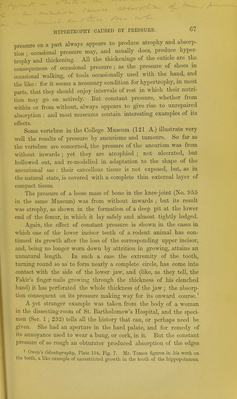 pressure on a part always appears to produce atrophy and absorp- tion • occasional pressure may, and usually does, produce hyper- trophy and thickening. All the thickenings of the cuticle are the consequences of occasional pressure; as the pressure of shoes in occasional walkmg, of tools occasionally used with the hand, and the like : for it seems a necessary condition for hypertrophy, in most parts, that they should enjoy intervals of rest in which their nutri- tion may go on actively. But constant pressure, whether from within or from without, always appears to give rise to unrepaked absorption : and most museums contain interesting examples of its effects. Some vertebra in the College Museum (121 A.) illustrate very well the results of pressure by aneurisms and tumours. So far as the vertebrre are concerned, the pressure of the aneurism was from without inwards; yet they are atrophied ; not ulcerated, but hollowed out, and re-modelled in adaptation to the shape of the aneurismal sac : their cancellous tissue is not exposed, but, as in the natural state, is covered with a complete thin external layer of compact tissue. The pressure of a loose mass of bone in the knee-joint (No. 955 in the same Museum) was from without inwards ; but its result was atrophy, as sho^yn in the formation of a deep pit at the lower end of the femur, in which it lay safely and almost tightly lodged. Again, the effect of constant pressure is shown in the cases in which one of the lower incisor teeth of a rodent animal has con- tinued its growth after the loss of the corresponding upper incisor, and, being no longer worn down by attrition in growing, attains an umiatural length. In such a case the extremity of the tooth, turning round so as to form nearly a complete circle, has come into contact with the side of the lower jaw, and (like, as they tell, the Fakir's finger-nails growing through the thickness of his clenched hand) it has perforated the whole thickness of the jaw ; the absorp- tion consequent on its pressure making way for its onward course.' A yet stranger example was taken from the body of a woman in the dissecting-room of St. Bartholomew's Hospital, and the speci- men (Ser. 1 ; 232) tells all the history that can, or perhaps need be given. She had an aperture in the hard palate, and for remedy of its annoyance used to wear a bung, or cork, in it. But the constant pressure of so rough an obturator produced absorption of the edges ^ Owen's Odontography, Plate 104, Fig. 7. Mr. Tomes figures in hia work on the teeth, a like example of unrestricted growth in the tooth of the hippopotamus.