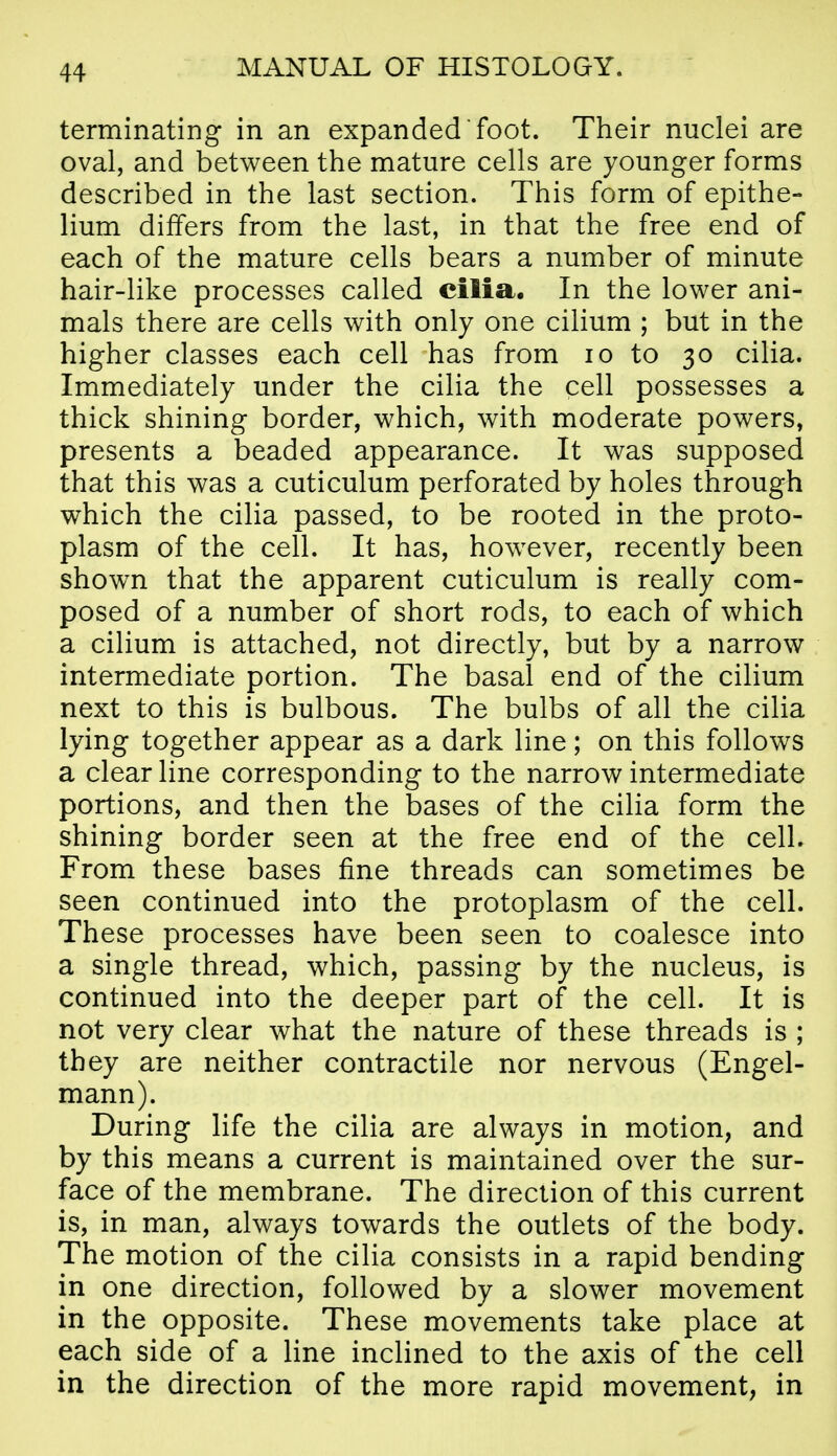 terminating in an expanded foot. Their nuclei are oval, and between the mature cells are younger forms described in the last section. This form of epithe- lium differs from the last, in that the free end of each of the mature cells bears a number of minute hair-like processes called cilia. In the lower ani- mals there are cells with only one cilium ; but in the higher classes each cell has from lo to 30 cilia. Immediately under the cilia the cell possesses a thick shining border, which, with moderate powers, presents a beaded appearance. It was supposed that this was a cuticulum perforated by holes through which the cilia passed, to be rooted in the proto- plasm of the cell. It has, however, recently been shown that the apparent cuticulum is really com- posed of a number of short rods, to each of which a cilium is attached, not directly, but by a narrow intermediate portion. The basal end of the cilium next to this is bulbous. The bulbs of all the cilia lying together appear as a dark line; on this follows a clear line corresponding to the narrow intermediate portions, and then the bases of the cilia form the shining border seen at the free end of the cell. From these bases fine threads can sometimes be seen continued into the protoplasm of the cell. These processes have been seen to coalesce into a single thread, which, passing by the nucleus, is continued into the deeper part of the cell. It is not very clear what the nature of these threads is ; they are neither contractile nor nervous (Engel- mann). During life the cilia are always in motion, and by this means a current is maintained over the sur- face of the membrane. The direction of this current is, in man, always towards the outlets of the body. The motion of the cilia consists in a rapid bending in one direction, followed by a slower movement in the opposite. These movements take place at each side of a line inclined to the axis of the cell in the direction of the more rapid movement, in