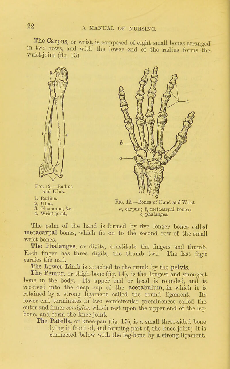 A MANUAL OF NURSING. _ The Carpus, or vnist, is composed of eight small bones arranged m two rows, and with the lower end of the radius forms the wrist-joint (fig. 13). 2I Ulna. * 13.—Bones of Hand and Wrist. 3. Olecranon, &c. a, carpus ; b, metacarpal bones; 4. Wrist-joint. c, phalanges. The palm of the hand is formed by five longer bones called metacarpal bones, which fit on to the second row of the small wrist-bones. The Phalanges, or digits, constitute the fingers and thumb. Each finger has three digits, the thumb two. The last digit carries the nail. The Lower Limb is attached to the trunk by the pelvis. The Femm-, or thigh-bone (fig. 14), is the longest and strongest bone in the body. Its upper end or head is rounded, and is I'Bceived into the deep cup of the acetabulmn, in which it is retained by a strong ligament called the rormd ligament. Its lower end termiaates in two semicircular prominences called the outer and inner condyles, which rest upon the upper end of the leg- bone, and form the knee-joint. The Patella, or knee-pan (fig. 15), is a small three-sided bone lying in front of, and forming part of, the knee-joint; it is connected below mth the leg-bone by a strong ligament.