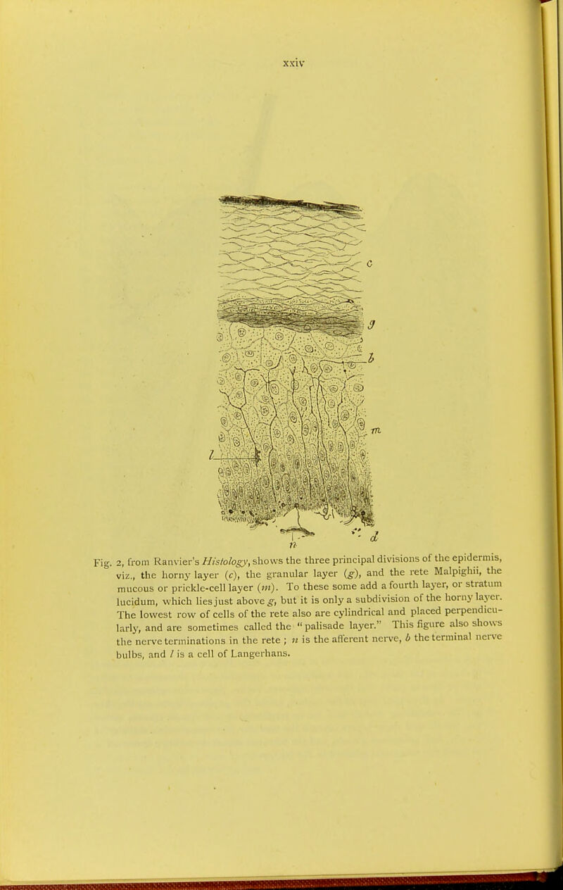 xxtv 2, from Ranvier's Histology, shows the three principal divisions of the epidermis, viz., the horny layer (c), the granular layer (g), and the rete Malpighii, the mucous or prickle-cell layer («•;). To these some add a fourth layer, or stratum lucidum, which lies just above g, but it is only a subdivision of the horny layer. The lowest row of cells of the rete also are cylindrical and placed perpendicu- larly, and are sometimes called the  palisade layer. This figure also shows the nerve terminations in the rete ; n is the afferent nerve, b the terminal nerve bulbs, and / is a cell of Langerhans.