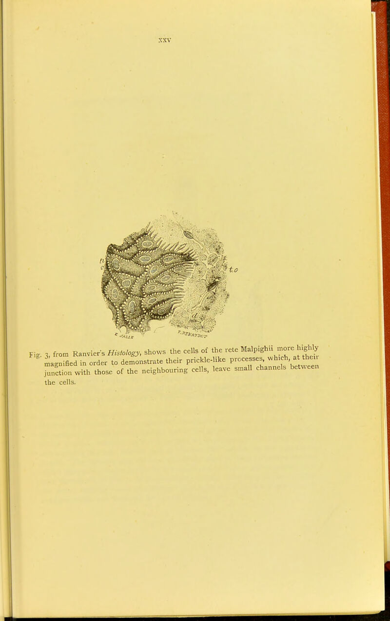 Fig. 3, from Ranviers Histology, shows the cells of he rete Malp.ghu more^h gWy magnified in order to demonstrate their prickle-hke processes, which at then junctil with those of the neighbouring cells, leave small channels between the cells.