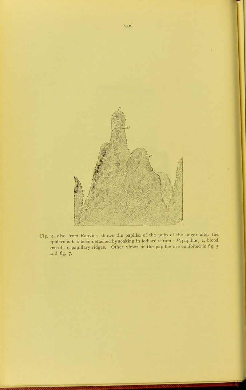 p Fig. 4, also from Ranvier, shows the papillae of the pulp of the finger alter the epidermis has been detached by soaking in iodised serum : P, papilla ; v, blood vessel; c, papillary ridges. Other views of the papillae are exhibited in fig. 5 and fig. 7.