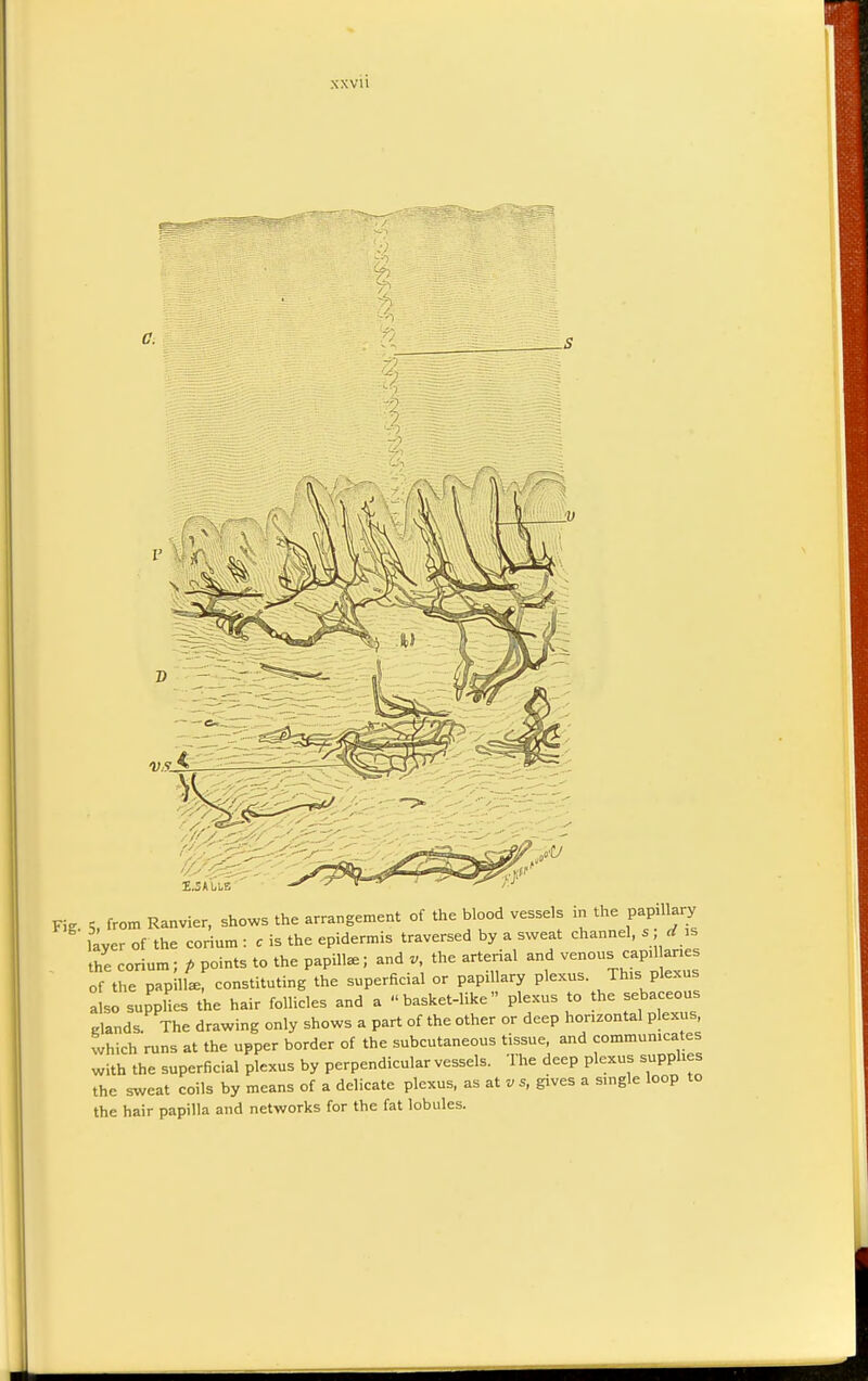 xxvu 0^ I.SAbLB Fig 5, from Ranvier, shows the arrangement of the blood vessels in the papillary layer of the corium : c is the epidermis traversed by a sweat channel, s d is the corium; p points to the papilla,; andy the arterial and venous cap.llanes of the papillae, constituting the superficial or papillary plexus. This plexus also supplies the hair follicles and a basket-like plexus to the sebaceous glands The drawing only shows a part of the other or deep horizontal plexus, which runs at the upper border of the subcutaneous tissue, and communicates with the superficial plexus by perpendicular vessels. The deep plexus supplies the sweat coils by means of a delicate plexus, as at v s, gives a single loop to the hair papilla and networks for the fat lobules.