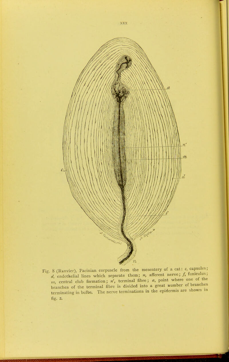 Fig. 8 (Ranvier), Pacinian corpuscle from the mesentery of a cat: c, capsules; d, endothelial lines which separate them; n, afferent nerve;/, funiculus; m, central club formation; terminal fibre; a, point where one of the branches of the terminal fibre is divided into a great number of branches terminating in bulbs. The nerve terminations in the epidermis are shown m fig. 2.