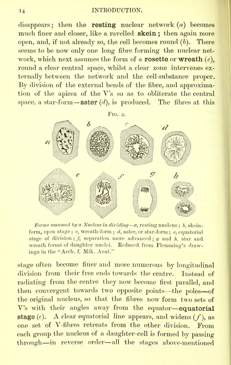 disappears; then the resting nuclear network {(t) becomes much finer and closer, like a ravelled skein; then again more open, and, if not already so, the cell becomes round [h). There seems to be now only one long fibre forming the nuclear net- work, which next assumes the form of a rosette or wreath (c), round a clear central space, whilst a clear zone intervenes ex- ternally between the network and the cell-substance proper. By division of the external bends of the fibre, and approxima- tion of the apices of the Vs so as to obliterate the central space, a star-form—aster (fZ), is produced. The fibres at this Fig. 2. Forms assttmeil hij a Nucleus in dividing—«, resting nucleus ; h, skeiu- form, open stage ; e, wreatli-form ; d, aster, or star-forni; e, equatorial stage of division ; /, seyjaration more advanced; g and h, star and wreath forms of daughter nuclei. Eeduced from Flemming's draw- ings in the Arch, f, Mik. Anat. stage often become finer and more numerous by longitudinal division from their fi'ee ends towards the centre. Instead of radiating from the centre they now become first parallel, and then convergent towards two opposite points—the poles—of the original nucleus, so that the fibres now form two sets of Vs with their angles away from the equator—equatorial stage [p). A clear equatorial line appears, and widens (/), as one set of V-fibres retreats from the other division. From each group the nucleus of a daughter-cell is formed by passing through—in reverse order—all the stages above-mentioned