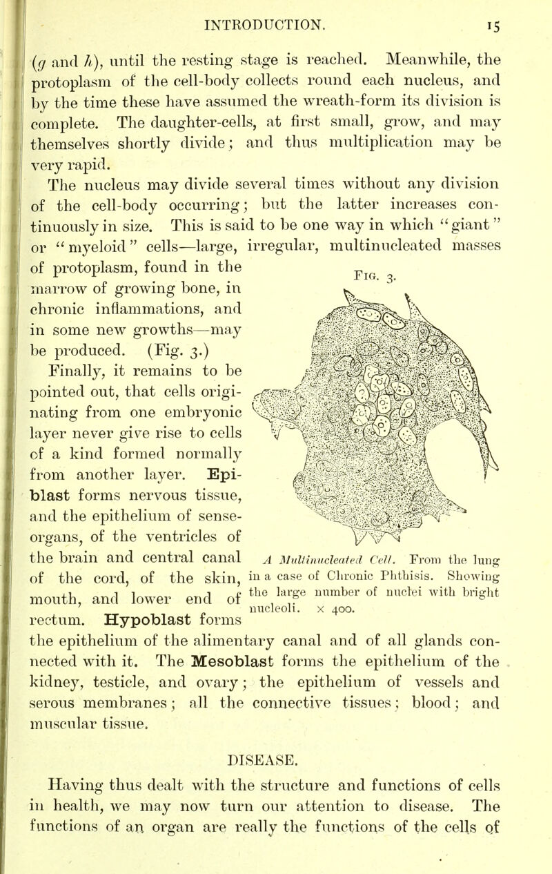 (g and h), until the resting stage is reached. Meanwhile, the protoplasm of the cell-body collects round each nucleus, and by the time these have assumed the wreath-form its division is complete. The daughter-cells, at first small, grow, and may themselves shortly divide; and thus multiplication may be very rapid. The nucleus may divide several times without any division of the cell-body occurring; but the latter increases con- tinuously in size. This is said to be one way in which ''giant or ^' myeloid  cells—large, irregular, multinucleated masses of protoplasm, found in the marrow of growing bone, in chronic inflammations, and in some new growths—may be produced. (Fig. 3.) Finally, it remains to be pointed out, that cells origi- nating from one embryonic layer never giv^e rise to cells of a kind formed normally from another layer. Epi- blast forms nervous tissue, and the epithelium of sense- organs, of the ventricles of the brain and central canal a Multinucleate a Cell. From the lung of the cord, of the skin, in ^ case of Chronic Phthisis. Showing ,1 11^ A £ the large number of nuclei with bright mouth, and lower end 01 , ,P ^ ' nucleoli. X 400. rectum. Hypoblast forms the epithelium of the alimentary canal and of all glands con- nected with it. The Mesoblast forms the epithelium of the kidney, testicle, and ovary; the epithelium of vessels and serous membranes; all the connective tissues; blood; and muscular tissue. DISEASE. Having thus dealt with the structure and functions of cells in health, we may now turn our attention to disease. The functions of an organ are really the functions of the cells qf