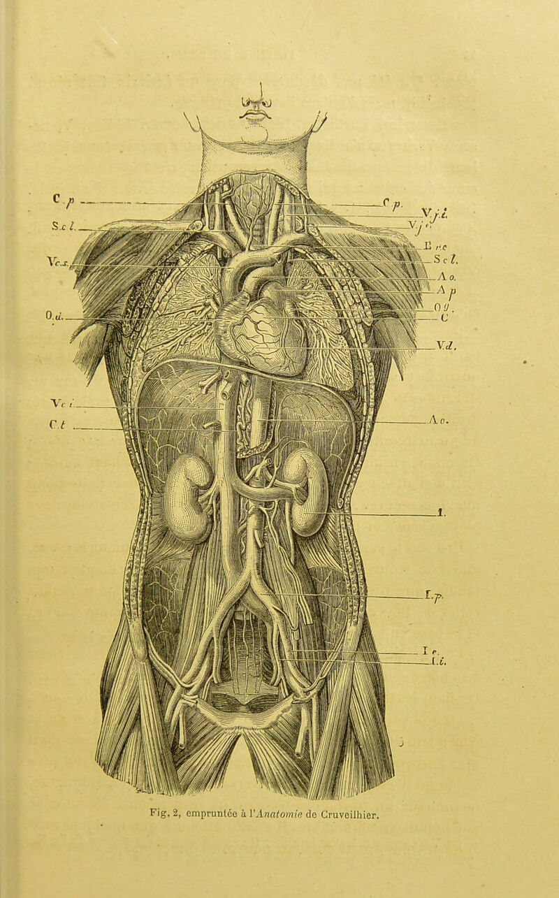 Fig. 2, cmpruntco à l'Anatomia de Cruveilhier.