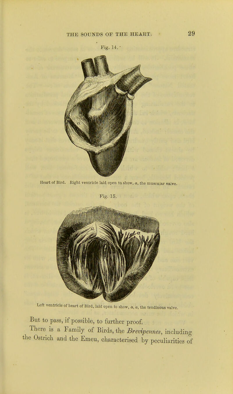 Fig. 14.- Heart of Bird. Eight ventricle laid open to show, o, ttie muscular valve. Fig. 15. Left ventricle of heart of Bird, laid open to show, a, a, the tendinous valve. But to pass, if possible, to further proof. There is a Family of Birds, the Brevipennes, including the Ostrich and the Emeu, characterised by peculiarities of