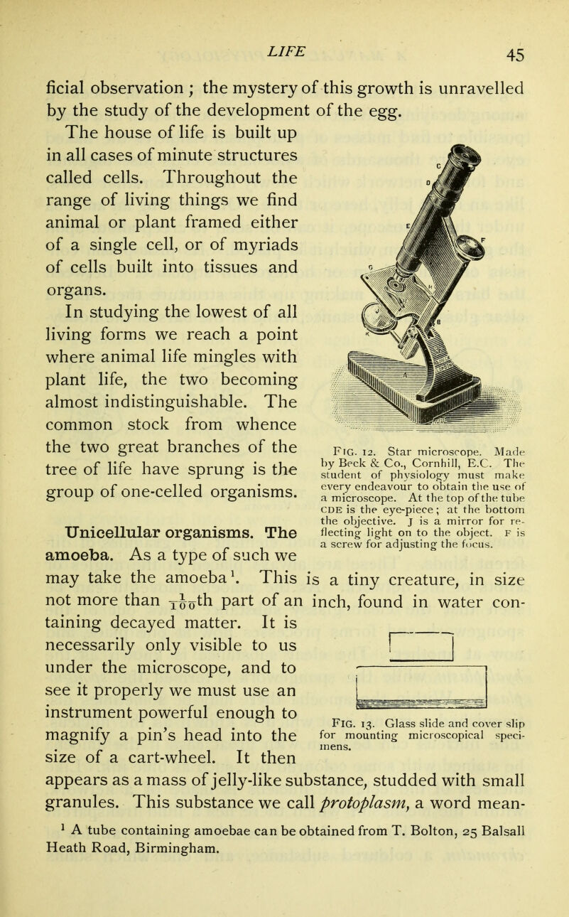 ficial observation ; the mystery of this growth is unravelled by the study of the development of the egg. The house of life is built up in all cases of minute structures called cells. Throughout the range of living things we find animal or plant framed either of a single cell, or of myriads of cells built into tissues and organs. In studying the lowest of all living forms we reach a point where animal life mingles with plant life, the two becoming almost indistinguishable. The common stock from whence the two great branches of the tree of life have sprung is the group of one-celled organisms. Fig. 12. Star microscope. Made by Beck & Co., Cornhill, E.G. The student of physiolog-y must make every endeavour to obtain the use of a microscope. At the top of the tube CDE is the eye-piece ; at the bottom the objective. J is a mirror for re- flecting^ light on to the object. F is a screw for adjusting the focus. Unicellular organisms. The amoeba. As a type of such we may take the amoeba \ This is a tiny creature, in size not more than xJo^h part of an inch, found in water con- taining decayed matter. It is necessarily only visible to us under the microscope, and to see it properly we must use an instrument powerful enough to magnify a pin's head into the size of a cart-wheel. It then appears as a mass of jelly-like substance, studded with small granules. This substance we call protoplasm^ a word mean- 1 A tube containing amoebae can be obtained from T. Bolton, 25 Balsall Heath Road, Birmingham. Fig. 13. Glass slide and cover slip for mounting microscopical speci- mens.