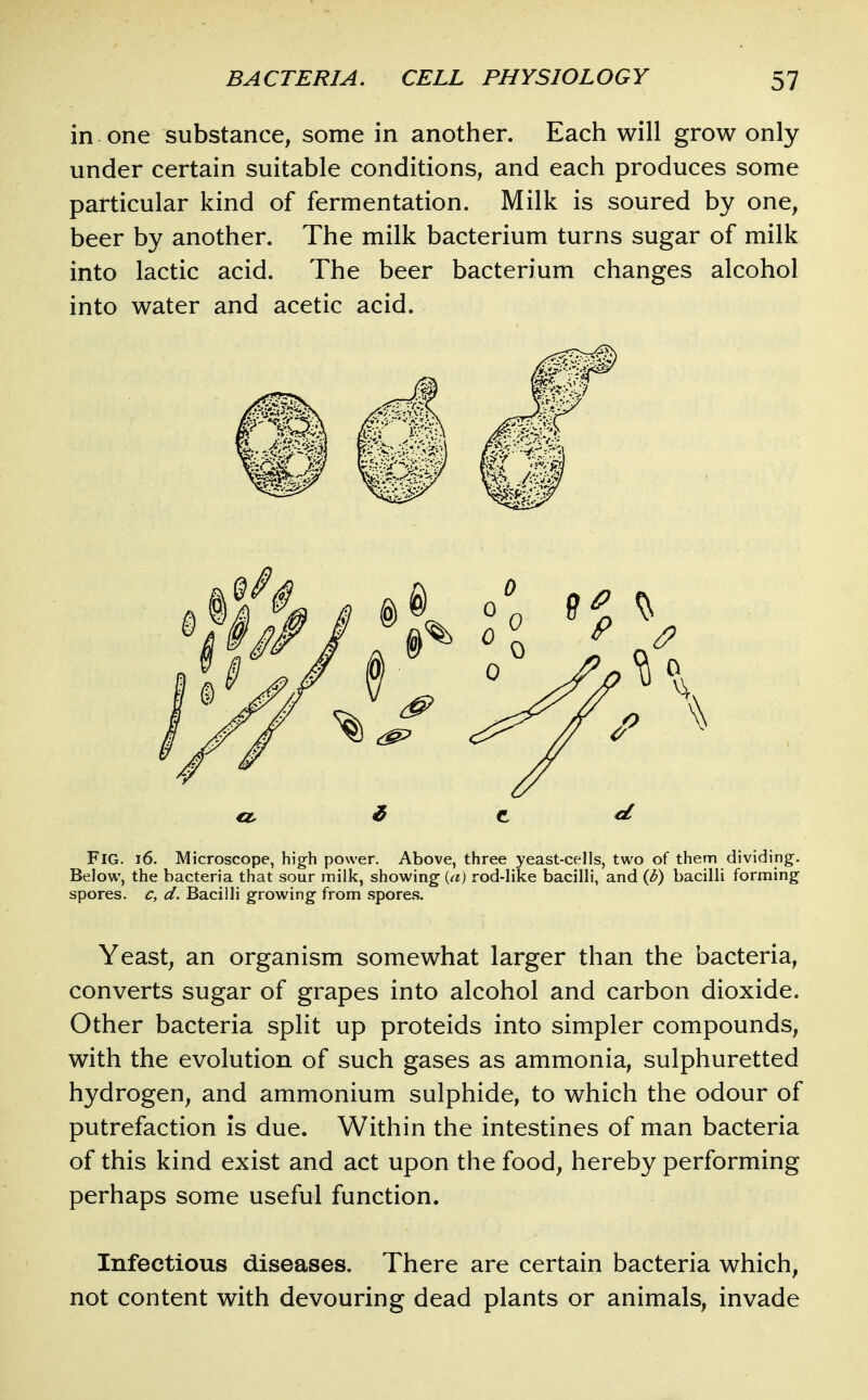 in one substance, some in another. Each will grow only under certain suitable conditions, and each produces some particular kind of fermentation. Milk is soured by one, beer by another. The milk bacterium turns sugar of milk into lactic acid. The beer bacterium changes alcohol into water and acetic acid. Fig. i6. Microscope, high power. Above, three yeast-cells, two of them dividing. Below, the bacteria that sour milk, showing {a) rod-like bacilli, and {b) bacilli forming spores, c, d. Bacilli growing from spores. Yeast, an organism somewhat larger than the bacteria, converts sugar of grapes into alcohol and carbon dioxide. Other bacteria split up proteids into simpler compounds, with the evolution of such gases as ammonia, sulphuretted hydrogen, and ammonium sulphide, to which the odour of putrefaction is due. Within the intestines of man bacteria of this kind exist and act upon the food, hereby performing perhaps some useful function. Infectious diseases. There are certain bacteria which, not content with devouring dead plants or animals, invade
