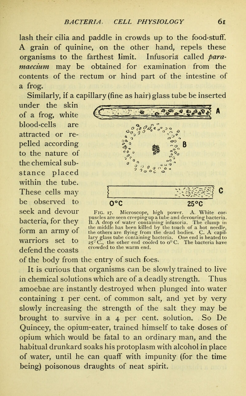 lash their ciHa and paddle in crowds up to the food-stuff. A grain of quinine, on the other hand, repels these organisms to the farthest limit. Infusoria called para- maecium may be obtained for examination from the contents of the rectum or hind part of the intestine of a frog. Similarly, if a capillary (fine as hair) glass tube be inserted under the skin — — -.^ of a frog, white C ^£^i2^2M^£^^^^% * blood-cells are ^-o. attracted or re- ^^^^ 9 ^ pelled according p. '^^^^ to the nature of '^f ^ # f^c the chemical sub- 0 ' . o q  ^ ^ o o a stance placed within the tube. These cells may | ) ^ be observed to q^C 25°C seek and devour Fig. 17. Microscope, high power. A. White cor- V . P 1 puscles are seen creeping-up a tube and devouring bacteria, bacteria, lOr tney B. a drop of water containing infusoria. The clump in r r the middle has been killed by the touch of a hot needle, lorm an army 01 the others are flying from the dead bodies. C. A capil- , ■ lary glass tube containing bacteria. One end is heated to warriors set to 25- C, the other end cooled to o° C. The bacteria have defend the coasts ^^^^^ of the body from the entry of such foes. It is curious that organisms can be slowly trained to live in chemical solutions which are of a deadly strength. Thus amoebae are instantly destroyed when plunged into water containing i per cent, of common salt, and yet by very slowly increasing the strength of the salt they may be brought to survive in a 4 per cent, solution. So De Quincey, the opium-eater, trained himself to take doses of opium which would be fatal to an ordinary man, and the habitual drunkard soaks his protoplasm with alcohol in place of water, until he can quaff with impunity (for the time being) poisonous draughts of neat spirit.