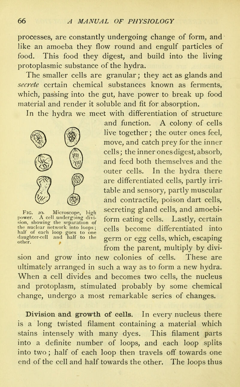 processes; are constantly undergoing change of form, and like an amoeba they flow round and engulf particles of food. This food they digest, and build into the living protoplasmic substance of the hydra. The smaller cells are granular; they act as glands and secrete certain chemical substances known as ferments, which, passing into the gut, have power to break up food material and render it soluble and fit for absorption. In the hydra we meet with differentiation of structure and function. A colony of cells live together; the outer ones feel, move, and catch prey for the inner cells; the inner ones digest, absorb, and feed both themselves and the outer cells. In the hydra there are differentiated cells, partly irri- table and sensory, partly muscular and contractile, poison dart cells, secreting gland cells, and amoebi- form eating cells. Lastly, certain cells become differentiated into germ or egg cells, which, escaping from the parent, multiply by divi- sion and grow into new colonies of cells. These are ultimately arranged in such a way as to form a new hydra. When a cell divides and becomes two cells, the nucleus and protoplasm, stimulated probably by some chemical change, undergo a most remarkable series of changes. Fig. 20. Microscope, hig-h power. A cell undergoing divi- sion, showing the separation of the nuclear network into loops ; half of each loop goes to one daughter-cell and half to the other. Division and growth of cells. In every nucleus there is a long twisted filament containing a material which stains intensely with many dyes. This filament parts into a definite number of loops, and each loop splits into two; half of each loop then travels off towards one end of the cell and half towards the other. The loops thus