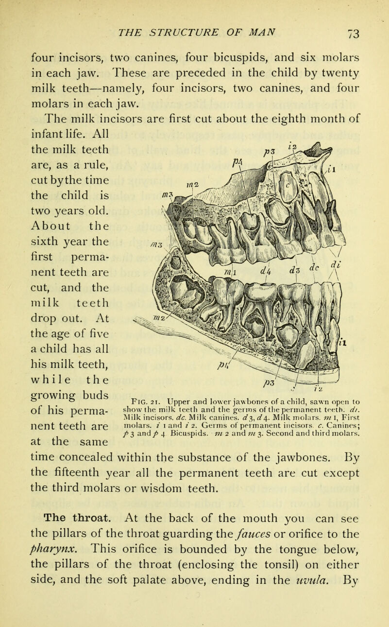 four incisorS; two canines, four bicuspids, and six molars in each jaw. These are preceded in the child by twenty milk teeth—namely, four incisors, two canines, and four molars in each jaw. The milk incisors are first cut about the eighth month of infant life. All the milk teeth are, as a rule, cut by the time the child is two years old. About the sixth year the first perma- nent teeth are cut, and the milk teeth drop out. At the age of five a child has all his milk teeth, while the growing buds of his perma- nent teeth are at the same time concealed within the substance of the jawbones. By the fifteenth year all the permanent teeth are cut except the third molars or wisdom teeth. Fig. 21. Upper and lower jaw bones of a child, sawn open to show the milk teeth and the germs of the permanent teeth, di. Milk incisors, dc. Milk canines. (0^3, 4. Milk molars, m. I, First molars. / i and z 2. Germs of permanent incisors c. Canines; f> 3 and p 4 Bicuspids, ni 2 and ut 3. Second and third molars. The throat. At the back of the mouth you can see the pillars of the throat guarding the fauces or orifice to the pharynx. This orifice is bounded by the tongue below, the pillars of the throat (enclosing the tonsil) on either side, and the soft palate above, ending in the uvula. By