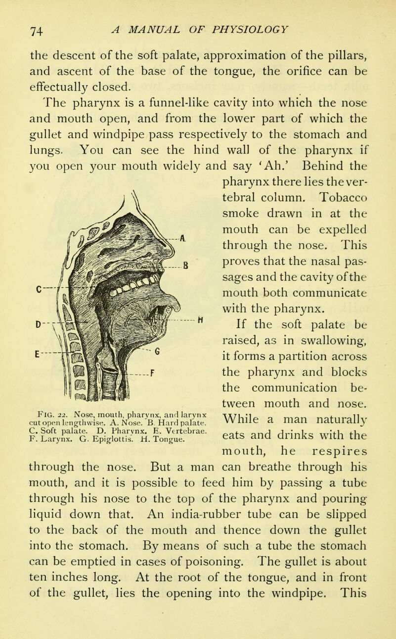 the descent of the soft palate, approximation of the pillars, and ascent of the base of the tongue, the orifice can be effectually closed. The pharynx is a funnel-like cavity into which the nose and mouth open, and from the lower part of which the gullet and windpipe pass respectively to the stomach and lungs. You can see the hind wall of the pharynx if you open your mouth widely and say ^Ah/ Behind the pharynx there lies the ver- tebral column. Tobacco smoke drawn in at the mouth can be expelled through the nose. This proves that the nasal pas- sages and the cavity of the mouth both communicate with the pharynx. If the soft palate be raised, as in swallowing, it forms a partition across the pharynx and blocks the communication be- tween mouth and nose. While a man naturally eats and drinks with the mouth, he respires through the nose. But a man can breathe through his mouth, and it is possible to feed him by passing a tube through his nose to the top of the pharynx and pouring liquid down that. An india-rubber tube can be slipped to the back of the mouth and thence down the gullet into the stomach. By means of such a tube the stomach can be emptied in cases of poisoning. The gullet is about ten inches long. At the root of the tongue, and in front of the gullet, lies the opening into the windpipe. This Fig. 22. Nose, mouth, pharynx, and larynx cut open lengthwise. A. Nose. B. Hard palate. C. Soft palate. D. Pharynx. E. Vertebrae. F. Larynx. G. Epig-lottis. H. Tongue.