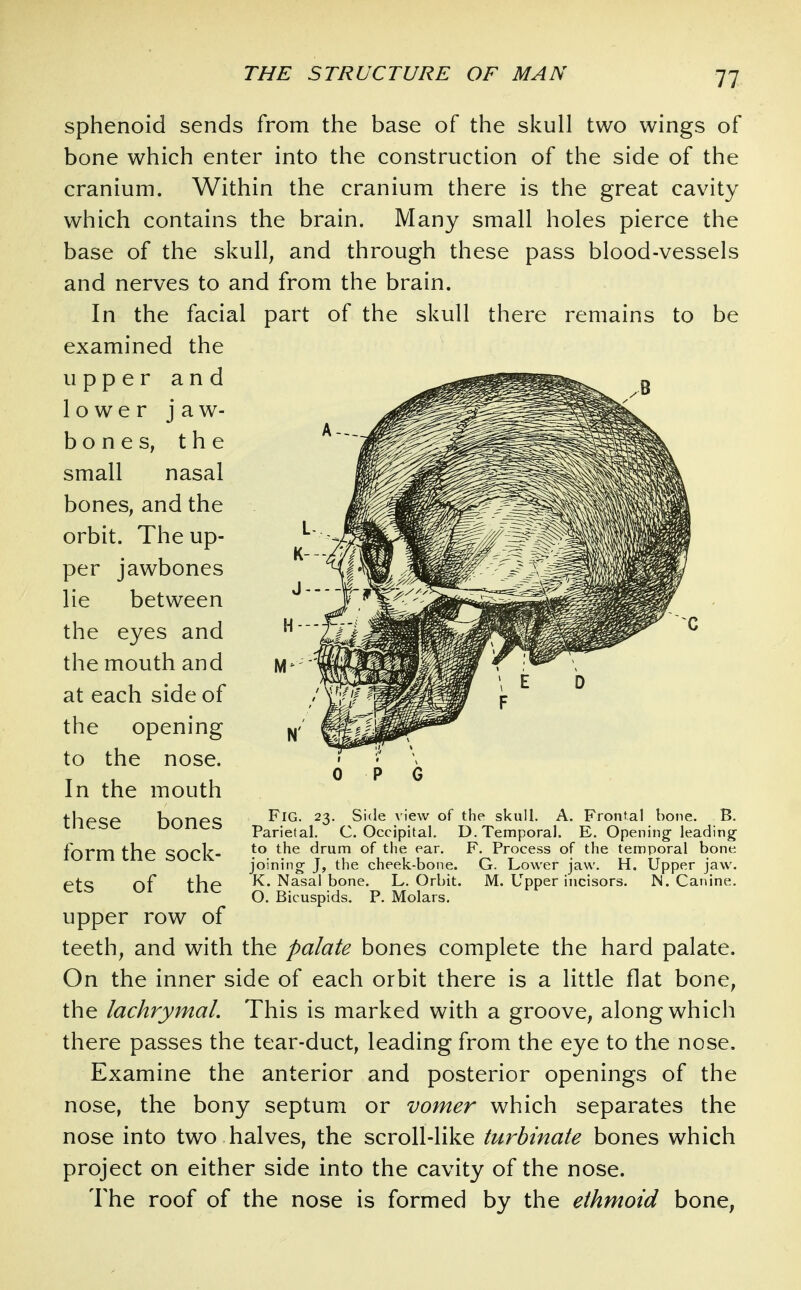 11 sphenoid sends from the base of the skull two wings of bone which enter into the construction of the side of the cranium. Within the cranium there is the great cavity which contains the brain. Many small holes pierce the base of the skull, and through these pass blood-vessels and nerves to and from the brain. In the facial part of the skull there remains to be examined the upper and lower jaw- bones, the small nasal bones, and the orbit. The up- per jawbones lie between the eyes and the mouth and at each side of the opening to the nose. In the mouth these bones form the sock- ets of the upper row of teeth, and with the palate bones complete the hard palate. On the inner side of each orbit there is a little flat bone, the lachrymal. This is marked with a groove, along which there passes the tear-duct, leading from the eye to the nose. Examine the anterior and posterior openings of the nose, the bony septum or vomer which separates the nose into two halves, the scroll-like turbinate bones which project on either side into the cavity of the nose. The roof of the nose is formed by the ethmoid bone, Fig. 23. Side view of the skull. A. Frontal bone. B. Parietal. C. Occipital. D. Temporal. E. Opening leading to the drum of the ear. F. Process of the temporal bone joining- J, the cheek-bone. G. Lower jaw. H. Upper jaw. K. Nasal bone. L. Orbit. M. Upper incisors. N. Canine. O. Bicuspids. P. Molars.