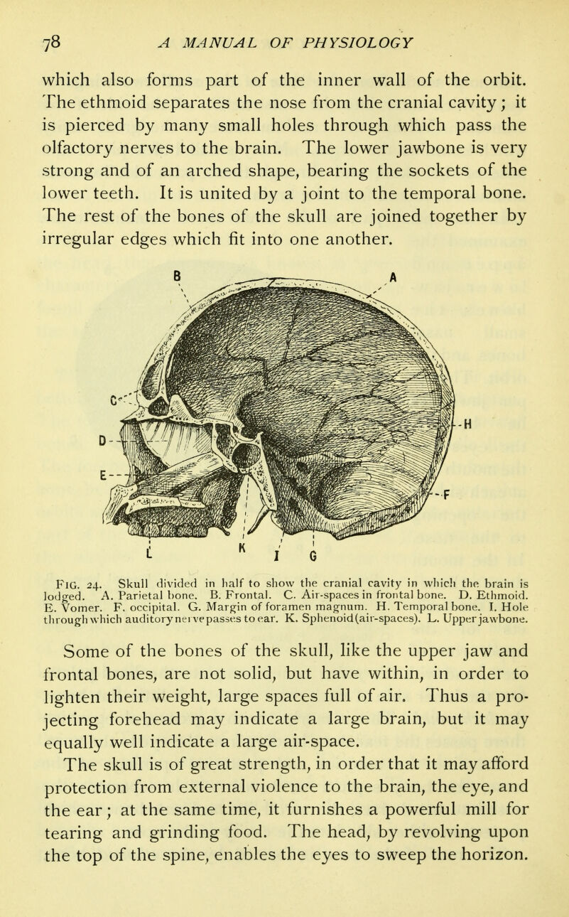 which also forms part of the inner wall of the orbit. The ethmoid separates the nose from the cranial cavity; it is pierced by many small holes through which pass the olfactory nerves to the brain. The lower jawbone is very strong and of an arched shape, bearing the sockets of the lower teeth. It is united by a joint to the temporal bone. The rest of the bones of the skull are joined together by irregular edges which fit into one another. Fig. 24. Skull divided in half to show the cranial cavity in which the brain is lodged. A. Parietal bone. B. Frontal. C. Air-spaces in frontal bone. D, Ethmoid. E. Vomer. F. occipital. G. Margin of foramen magnum. H. Temporal bone. I. Hole through which auditory nervepasses to ear. K. Sphenoid (air-spaces). L. Upper jawbone. Some of the bones of the skull, like the upper jaw and frontal bones, are not solid, but have within, in order to lighten their weight, large spaces full of air. Thus a pro- jecting forehead may indicate a large brain, but it may equally well indicate a large air-space. The skull is of great strength, in order that it may afford protection from external violence to the brain, the eye, and the ear; at the same time, it furnishes a powerful mill for tearing and grinding food. The head, by revolving upon the top of the spine, enables the eyes to sweep the horizon.