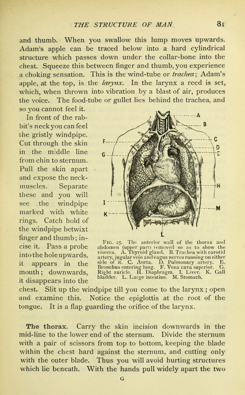 and thumb. When you swallow this lump moves upwards. Adam's apple can be traced below into a hard cylindrical structure which passes down under the collar-bone into the chest. Squeeze this between finger and thumb, you experience a choking sensation. This is the wind-tube or trachea-, Adam's apple, at the top, is the larynx. In the larynx a reed is set, which, when thrown into vibration by a blast of air, produces the voice. The food-tube or gullet lies behind the trachea, and so you cannot feel it. In front of the rab- bit's neckyou can feel the gristly windpipe. Cut through the skin in the middle line from chin to sternum. Pull the skin apart and expose the neck- muscles. Separate these and you will see the windpipe marked with white rings. Catch hold of the windpipe betwixt finger and thumb; in- cise it. Pass a probe into the hole upwards, it appears in the mouth; downwards, it disappears into the chest. Slit up the windpipe till you come to the larynx ; open and examine this. Notice the epiglottis at the root of the tongue. It is a flap guarding the orifice of the larynx. Fig. 25. thorax and The anterior wall of the abdomen (upper part) lemoved so as to show the viscera. A. Thyroid gland. B. Trachea with carotid artery, jugular vein and vagus nerves running on either side of it. C. Aorta. D. Pulmonary artery. E. Bronchus entering lung. F. Vena cava superior. G. Right auricle. H. Diaphragm. 1. Liver. K. Gall bladder. L. Large intestine. M. Stomach. The thorax. Carry the skin incision downwards in the mid-line to the lower end of the sternum. Divide the sternum with a pair of scissors from top to bottom, keeping the blade within the chest hard against the sternum, and cutting only with the outer blade. Thus you will avoid hurting structures which lie beneath. With the hands pull widely apart the two G