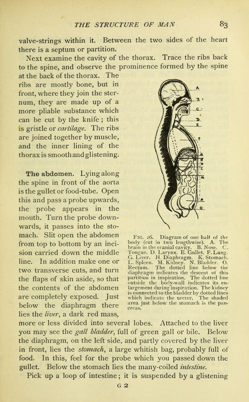 valve-Strings within it. Between the two sides of the heart there is a septum or partition. Next examine the cavity of the thorax. Trace the ribs back to the spine, and observe the prominence formed by the spine at the back of the thorax. The ribs are mostly bone, but in front, where they join the ster- num, they are made up of a more pliable substance which can be cut by the knife ; this is gristle or cartilage. The ribs are joined together by muscle, and the inner lining of the thorax is smooth and glistening. The abdomen. Lying along the spine in front of the aorta is the gullet or food-tube. Open this and pass a probe upwards, the probe appears in the mouth. Turn the probe down- wards, it passes into the sto- mach. Slit open the abdomen from top to bottom by an inci- sion carried down the middle line. In addition make one or two transverse cuts, and turn the flaps of skin aside, so that the contents of the abdomen are completel}^ exposed. Just below the diaphragm there lies the liver^ a dark red mass, more or less divided into several lobes. Attached to the liver you may see the gall bladder, full of green gall or bile. Below the diaphragm, on the left side, and partly covered by the liver in front, lies the stomach, a large whitish bag, probably full of food. In this, feel for the probe which you passed down the gullet. Below the stomach lies the many-coiled intestine. Pick up a loop of intestine; it is suspended by a glistening Fig. 26. Diagram of one half <jf the body (cut in two lengthwise). A. The brain in the cranial cavity. B. Nose. C. Tongue. D. Larynx. E. Gullet. F. Lung. G. Liver. H. Diaphragm. K. Stomach. L. Spleen. M. Kidney. N. Bladder. O. Rectum. The dotted line below tlie diaphragm indicates the descent of this partition in inspiration. The dotted line outside the body-wall indicates its en- largement during inspiration. The kidney is connected to the bladder by dotted lines which indicate the ureter. The shaded area just below the stomach is the pan- creas.