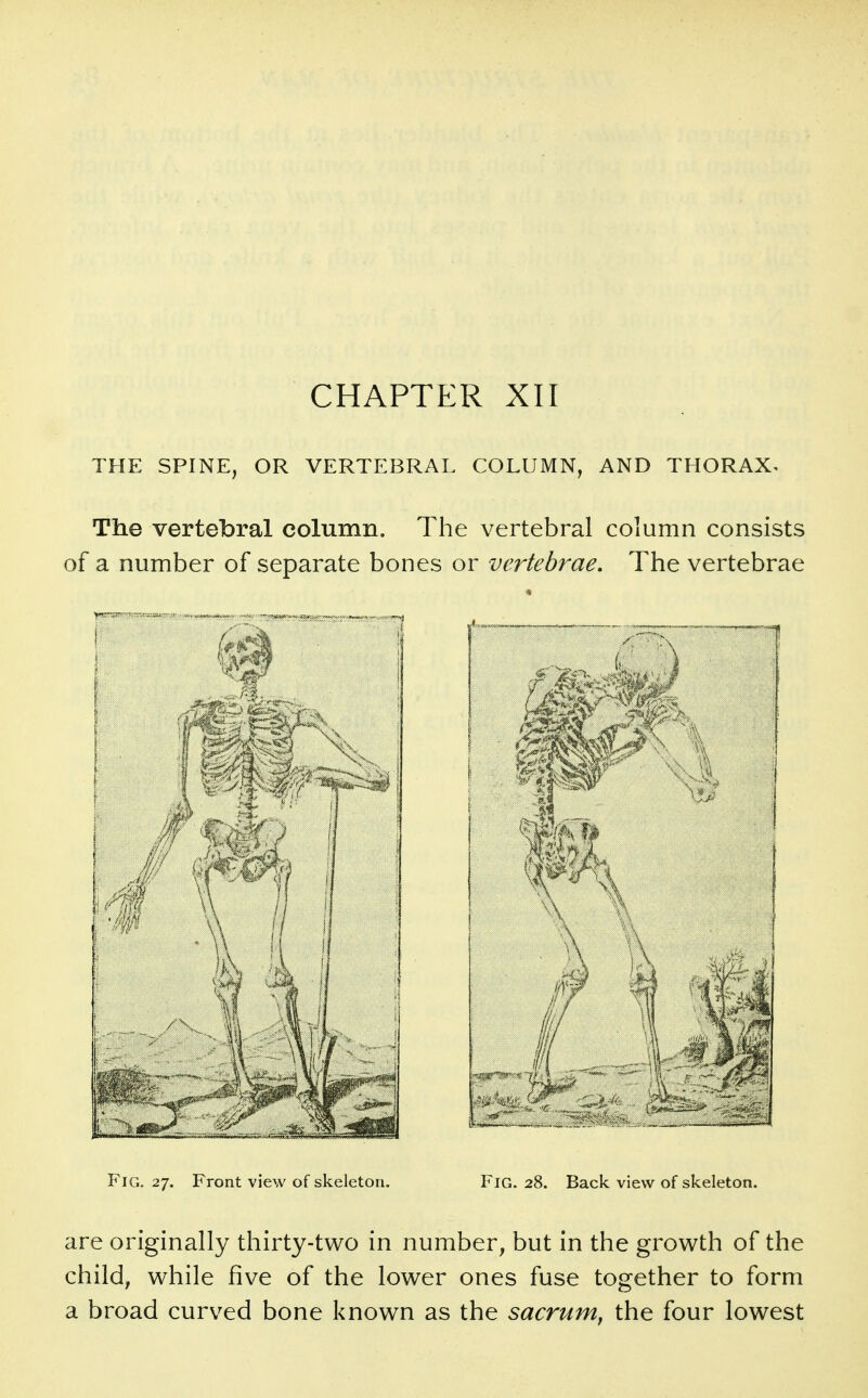 CHAPTER XII THE SPINE, OR VERTEBRAL COLUMN, AND THORAX^ The vertebral column. The vertebral column consists of a number of separate bones or vertebrae. The vertebrae — 1 !. / Fig. 27. Front view of skeleton. Fig. 28. Back view of skeleton. are originally thirty-two in number, but in the growth of the child, while five of the lower ones fuse together to form a broad curved bone known as the sacrum, the four lowest