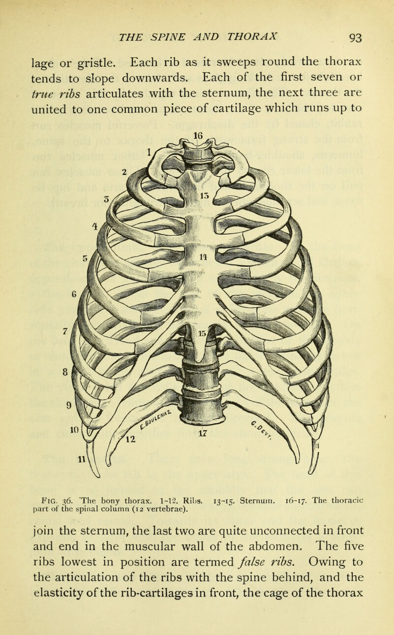 lage or gristle. Each rib as it sweeps round the thorax tends to slope downwards. Each of the first seven or true ribs articulates with the sternum, the next three are united to one common piece of cartilage which runs up to Fig. 36. The bony thorax. 1-12. Ribg. i$-iS. Sternum. 16-17. The thoracic part of the spinal column (12 vertebrae). join the sternum, the last two are quite unconnected in front and end in the muscular wall of the abdomen. The five ribs lowest in position are termed false ribs. Owing to the articulation of the ribs with the spine behind, and the elasticity of the rib-cartilages in front, the cage of the thorax