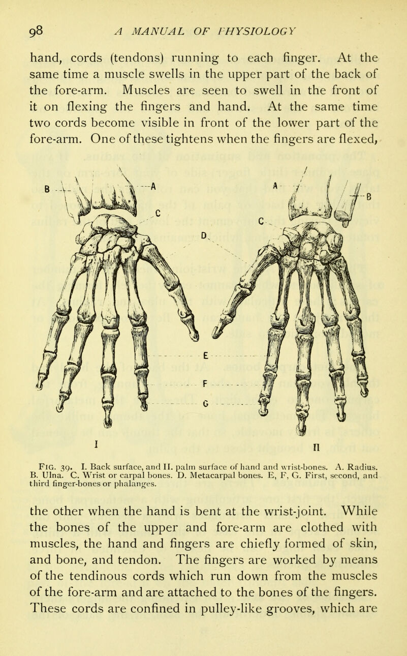 hand, cords (tendons) running to each finger. At the same time a muscle swells in the upper part of the back of the fore-arm. Muscles are seen to swell in the front of it on flexing the fingers and hand. At the same time two cords become visible in front of the lower part of the fore-arm. One of these tightens when the fingers are flexed, 1 n Fig. 3q. I. Back surface, and H, palm surface of hand and wrist-bones. A. Radius. B. Ulna. C. Wrist or carpal bones. D. Metacarpal bones. E, F, G. First, second, and third finger-bones or phalanges. the other when the hand is bent at the wrist-joint. While the bones of the upper and fore-arm are clothed with muscles, the hand and fingers are chiefly formed of skin, and bone, and tendon. The fingers are worked by means of the tendinous cords which run down from the muscles of the fore-arm and are attached to the bones of the fingers. These cords are confined in pulley-like grooves, which are