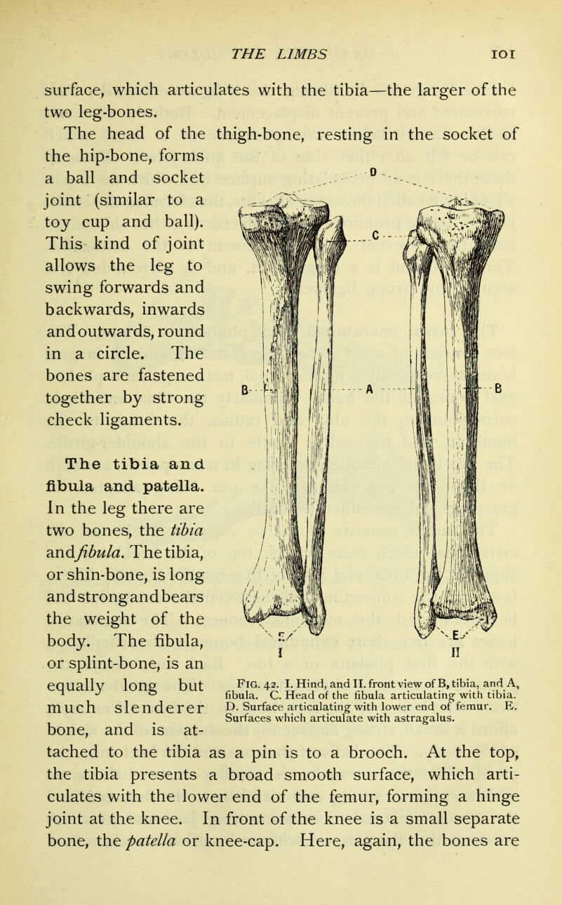 surface, which articulates with the tibia—the larger of the two leg-bones. The head of the thigh-bone, resting in the socket of the hip-bone, forms a ball and socket joint (similar to a toy cup and ball). This kind of joint allows the leg to swing forwards and backwards, inwards and outwards, round in a circle. The bones are fastened together by strong check ligaments. The tibia and fibula and patella. In the leg there are two bones, the tibia andjibula. The tibia, or shin-bone, is long andstrongand bears the weight of the body. The fibula, or splint-bone, is an equally long but much slenderer bone, and is at- tached to the tibia as a pin is to a brooch. At the top, the tibia presents a broad smooth surface, which arti- culates with the lower end of the femur, forming a hinge joint at the knee. In front of the knee is a small separate bone, the patella or knee-cap. Here, again, the bones are Fig. 42. I. Hind, and II. front view of B, tibia, and A» fibula. C. Head of the fibula articulating with tibia. D. Surface articulating with lower end of femur. E. Surfaces which articulate with astragalus.