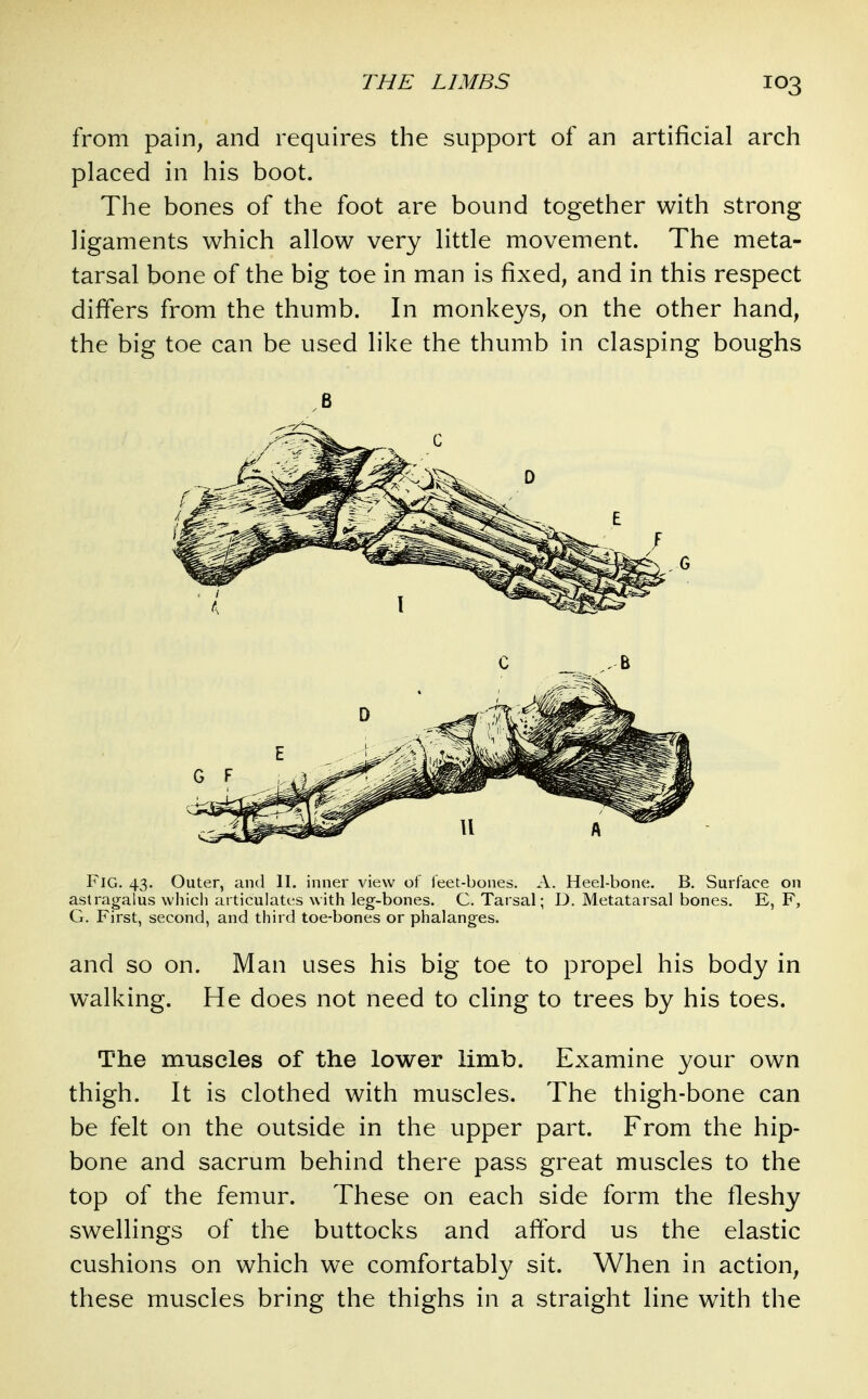 from pain, and requires the support of an artificial arch placed in his boot. The bones of the foot are bound together with strong ligaments which allow very little movement. The meta- tarsal bone of the big toe in man is fixed, and in this respect differs from the thumb. In monkeys, on the other hand, the big toe can be used like the thumb in clasping boughs Fig. 43. Outer, and H. inner view of leet-bones. A. Heel-bone. B. Surface on astragalus which articulates with leg-bones. C. Tarsal; D. Metatarsal bones. E, F, G. First, second, and third toe-bones or phalanges. and so on. Man uses his big toe to propel his body in walking. He does not need to cling to trees by his toes. The muscles of the lower limb. Examine your own thigh. It is clothed with muscles. The thigh-bone can be felt on the outside in the upper part. From the hip- bone and sacrum behind there pass great muscles to the top of the femur. These on each side form the fleshy swellings of the buttocks and afford us the elastic cushions on which we comfortably sit. When in action, these muscles bring the thighs in a straight line with the 6 G