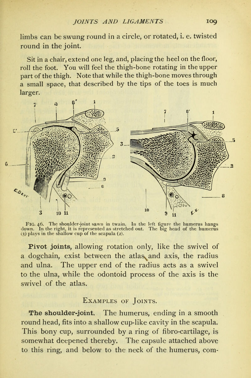 limbs can be swung round in a circle, or rotated, i. e. twisted round in the joint. Sit in a chair, extend one leg, and, placing the heel on the floor, roll the foot. You will feel the thigh-bone rotating in the upper part of the thigh. Note that while the thigh-bone moves through a small space, that described by the tips of the toes is much larger. Fig. 46. The shoulder-joint sawn in twain. In the left figure the humerus hangs down. In the right, it is represented as stretched out. The big head of the humerus (3) plays in the shallow cup of the scapula (2). Pivot joints, allowing rotation only, like the swivel of a dogchain, exist between the atlas^and axis, the radius and ulna. The upper end of the radius acts as a swivel to the ulna, while the odontoid process of the axis is the swivel of the atlas. Examples of Joints. The shoulder-joint. The humerus, ending in a smooth round head, fits into a shallow cup-like cavity in the scapula. This bony cup, surrounded by a ring of fibro-cartilage, is somewhat deepened thereby. The capsule attached above to this ring, and below to the neck of the humerus, com-