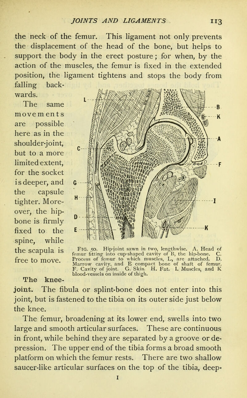 the neck of the femur. This ligament not only prevents the displacement of the head of the bone, but helps to support the body in the erect posture; for when, by the action of the muscles, the femur is fixed in the extended position, the ligament tightens and stops the body from falling back- wards. The same move m en t s are possible here as in the shoulder-joint, but to a more limited extent, for the socket is deeper, and G the capsule tighter. More- over, the hip- bone is firmly fixed to the ^ spine, while tViP c;r?imilp ic: Fig. t^o. Hip-joint sawn in two, lengthwise. A. Head of LJit; suapuia 1:3 ^^^^^^ fitting- into cup-shaped cavity of B, the hip-bone. C. free to move Process of femur to v\hich muscles, L, are attached. D. Marrow cavity, and E compact bone of shaft of femur, F. Cavity of joint. G. Skin. H. Fat. 1. Muscles, and K blood-vessels on inside of thigh. The knee- joint. The fibula or splint-bone does not enter into this joint, but is fastened to the tibia on its outer side just below the knee. The femur, broadening at its lower end, swells into two large and smooth articular surfaces. These are continuous in front, while behind they are separated by a groove or de- pression. The upper end of the tibia forms a broad smooth platform on which the femur rests. There are two shallow saucer-like articular surfaces on the top of the tibia, deep- I