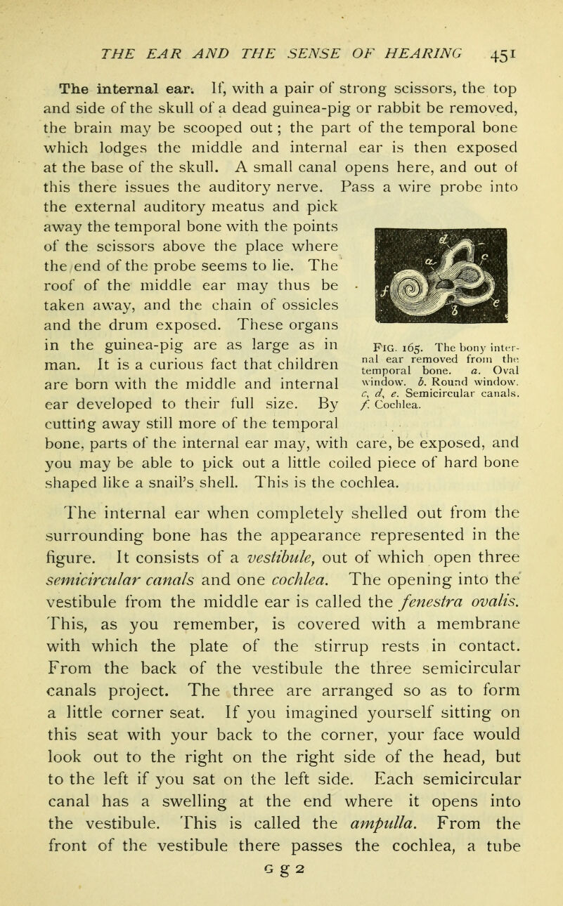 The internal ear; If, with a pair of strong scissors, the top and side of the skull of a dead guinea-pig or rabbit be removed, the brain may be scooped out; the part of the temporal bone which lodges the middle and internal ear is then exposed at the base of the skull. A small canal opens here, and out of this there issues the auditory nerve. Pass a wire probe into the external auditory meatus and pick away the temporal bone with the points of the scissors above the place where the end of the probe seems to lie. The roof of the middle ear may thus be ■ taken away, and the chain of ossicles and the drum exposed. These organs in the guinea-pig are as large as in Fig. 165. The bony inter- man. It is a curious fact that children ^VT^^ are born with the middle and internal wmdow b. Round window. . . c, d, e. Semicircular canals. ear developed to then' full size. By f. Cochlea, cutting away still more of the temporal bone, parts of the internal ear may, with care, be exposed, and you may be able to pick out a little coiled piece of hard bone shaped like a snail's shell. This is the cochlea. The internal ear when completely shelled out from the surrounding bone has the appearance represented in the figure. It consists of a vestibule^ out of which open three semicircular canals and one cochlea. The opening into the vestibule from the middle ear is called the fenestra ovalis. This^ as you remember, is covered with a membrane with which the plate of the stirrup rests in contact. From the back of the vestibule the three semicircular canals project. The three are arranged so as to form a little corner seat. If you imagined yourself sitting on this seat with your back to the corner, your face would look out to the right on the right side of the head, but to the left if you sat on the left side. Each semicircular canal has a swelling at the end where it opens into the vestibule. This is called the ampulla. From the front of the vestibule there passes the cochlea, a tube G g2