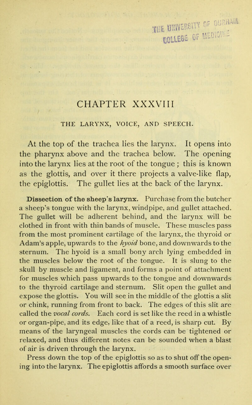 CHAPTER XXXVIII THE LARYNX, VOICE, AND SPEECH. At the top of the trachea hes the larynx. It opens into the pharynx above and the trachea below. The opening into the larynx lies at the root of the tongue ; this is known as the glottis, and over it there projects a valve-like flap, the epiglottis. The gullet lies at the back of the larynx. Dissection of the sheep's larynx. Purchase from the butcher a sheep's tongue with the larynx, windpipe, and gullet attached. The gullet will be adherent behind, and the larynx will be clothed in front with thin bands of muscle. These muscles pass from the most prominent cartilage of the larynx, the thyroid or Adam's apple, upwards to the hyoid bone, and downwards to the sternum. The hyoid is a small bony arch lying embedded in the muscles below the root of the tongue. It is slung to the skull by muscle and ligament, and forms a point of attachment for muscles w^hich pass upwards to the tongue and downwards to the thyroid cartilage and sternum. Slit open the gullet and expose the glottis. You will see in the middle of the glottis a slit or chink, running from front to back. The edges of this slit are called the vocal cords. Each cord is set like the reed in a whistle or organ-pipe, and its edge, like that of a reed, is sharp cut. By means of the laryngeal muscles the cords can be tightened or relaxed, and thus different notes can be sounded when a blast of air is driven through the larynx. Press down the top of the epiglottis so as to shut off the open- ing into the larynx. The epiglottis affords a smooth surface over