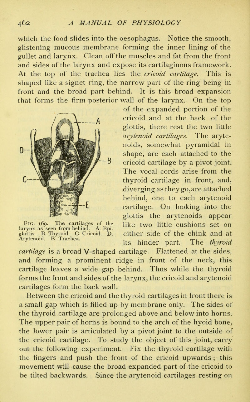 which the food shdes into the oesophagus. Notice the smooth, ghstening mucous membrane forming the inner hning of the gullet and larynx. Clean off the muscles and fat from the front and sides of the larynx and expose its cartilaginous framework. At the top of the trachea lies the cricoid cartilage. This is shaped like a signet ring, the narrow part of the ring being in front and the broad part behind. It is this broad expansion that forms the firm posterior wall of the larynx. On the top cartilage is a broad V-shaped cartilage. Flattened at the sides, and forming a prominent ridge in front of the neck, this cartilage leaves a wide gap behind. Thus while the thyroid forms the front and sides of the larynx, the cricoid and arytenoid cartilages form the back wall. Between the cricoid and the th3a^oid cartilages in front there is a small gap which is filled up by membrane only. The sides of the thyroid cartilage are prolonged above and below into horns. The upper pair of horns is bound to the arch of the hyoid bone, the lower pair is articulated by a pivot joint to the outside of the cricoid cartilage. To study the object of this joint, carry out the following experiment. Fix the thyroid cartilage with the fingers and push the front of the cricoid upwards ; this movement will cause the broad expanded part of the cricoid to be tilted backwards. Since the arytenoid cartilages resting on Fig. 169. The cartilages of the larynx as seen from behind. A. Epi- jrlottis. B. Thyroid. C. Cricoid. D. Arytenoid. E Trachea. of the expanded portion of the cricoid and at the back of the glottis, there rest the two Httle arytenoid cartilages. The aryte- noids, somewhat pyramidal in shape, are each attached to the cricoid cartilage by a pivot joint. The vocal cords arise from the thyroid cartilage in front, and, diverging as they go, are attached behind, one to each arytenoid cartilage. On looking into the glottis the arytenoids appear like two little cushions set on either side of the chink and at its hinder part. The thyroid
