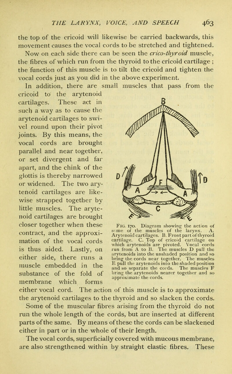 the top of the cricoid will likewise be carried backwards, this movement causes the vocal cords to be stretched and tightened. Now on each side there can be seen the crico-thyroid muscle, the fibres of which run from the thyroid to the cricoid cartilage ; the function of this muscle is to tilt the cricoid and tighten the vocal cords just as you did in the above experiment. In addition, there are small muscles that pass from the cricoid to the arytenoid cartilages. These act in such a way as to cause the arytenoid cartilages to swi- vel round upon their pivot joints. By this means, the vocal cords are brought parallel and near together, or set divergent and far apart, and the chink of the glottis is thereby narrowed or widened. The two ar}^- tenoid cartilages are like- wise strapped together by little muscles. The aryte- noid cartilages are brought closer together when these contract, and the approxi- mation of the vocal cords is thus aided. Lastly, on either side, there runs a muscle embedded substance of the membrane which either vocal cord. Fig. 170. Diag^ram showing- the action of some of the muscles of the larynx. A. Arytenoid cartilag^es. B. Front part of thyroid cartilajre. C. Top of cricoid cartilage on which arytenoids are pivoted. Vocal cords run from A to B. The m.uscles D pull the arytenoids into the unshaded position and so bring the cords near together. The muscles E pull the arytenoids into the shaded position and so separate the cords. The muscles F bring the arytenoids nearer together and so approximate the cords. in the fold of forms The action of this muscle is to approximate the arytenoid cartilages to the thyroid and so slacken the cords. Some of the muscular fibres arising from the thyroid do not run the whole length of the cords, but are inserted at different parts of the same. By means of these the cords can be slackened either in part or in the whole of their length. The vocal cords, superficial^ covered with mucous membrane, are also strengthened within by straight elastic fibres. These