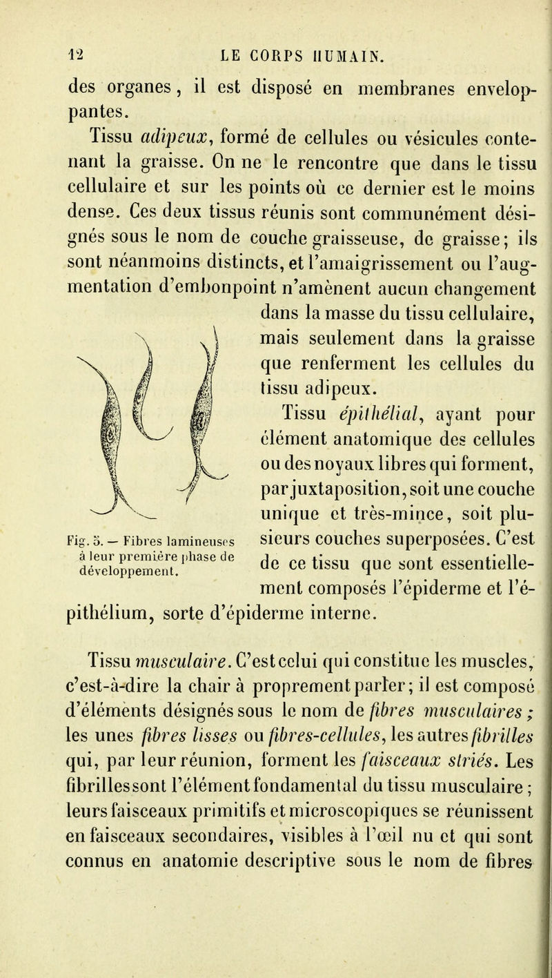 des organes, il est disposé en membranes envelop- pantes. Tissu adipeux, formé de cellules ou vésicules conte- nant la graisse. On ne le rencontre que dans le tissu cellulaire et sur les points où ce dernier est le moins dense. Ces deux tissus réunis sont communément dési- gnés sous le nom de couche graisseuse, de graisse; ils sont néanmoins distincts, et l'amaigrissement ou l'aug- mentation d'embonpoint n'amènent aucun changement dans la masse du tissu cellulaire, mais seulement dans la graisse que renferment les cellules du lissu adipeux. Tissu épiihélial, ayant pour élément anatomique des cellules ou des noyaux libres qui forment, par juxtaposition, soit une couche unique et très-mince, soit plu- Fig. 5. - Fibres lamineusos sicurs COUCllCS SUpcrpOsécS. C'cst dlrefor/eme.'''^6 tissu quc sont essentielle- ment composés l'épiderme et l'é- pithélium, sorte d'épiderme interne. Tissu musculaire. C'est celui qui constitue les muscles, c'est-à-dire la chair à proprement parler; il est composé d'éléments désignés sous le nom de fibres musculaires ; les unes fibres lisses ou fibres-celluleSjles £iuires fibrilles qui, par leur réunion, forment les faisceaux striés. Les fibrillessont l'élément fondamental du tissu musculaire ; leurs faisceaux primitifs et microscopiques se réunissent en faisceaux secondaires, visibles à l'œil nu et qui sont connus en anatomie descriptive sous le nom de fibres