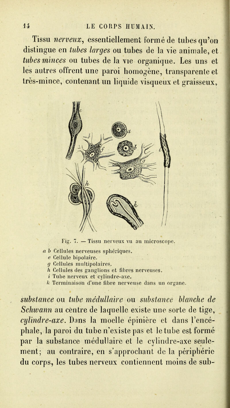 Tissu nerveux^ essentiellemeRt formé de tubes qu'on distingue en tubes larges ou tubes de la rie animale, et tubes minces ou tubes de la vie organique. Les uns et les autres offrent une paroi homogène, transparente et très-mince, contenant un liquide visqueux et graisseux. Fig. 7. — Tissu nerveux vu au microscope. a b Cellules nerveuses sphériques. e Cellule bipolaire. g Cellules multipolaires. h Cellules des ganglions et fibres nerveuses. i Tube nerveux et cylindre-axe. /.'. Terminaison d'une fibre nerveuse dans un organe. substance ou tube médullaire ou substance blanche de Schwann au centre de laquelle existe une sorte de tige, cylindre-axe. Dans la moelle épinière et dans l'encé- phale, la paroi du tube n'existe pas et le tube est formé par la substance médullaire et le cylindre-axe seule- ment; au contraire, en s'approchant delà périphérie du corps, les tubes nerveux contiennent moins de sub-