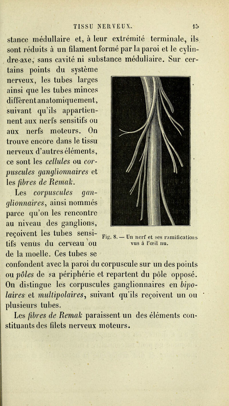 stance médullaire et, à leur extrémilé terminale, ils sont réduits à un filament formé par la paroi et le cylin- dre-axe, sans cavité ni substance médullaire. Sur cer- tains points du système nerveux, les tubes larges ainsi que les tubes minces diffèrent anatomiquement, suivant qu'ils appartien- nent aux nerfs sensitifs ou aux nerfs moteurs. On trouve encore dans le tissu nerveux d'autres éléments, ce sont les cellules ou cor- puscules ganglionnaires et les fibres de Remak. Les corpuscules gan- glionnaires^ ainsi nommés parce qu'on les rencontre au niveau des ganglions, reçoivent les tubes sensi- tifs venus du cerveau ou de la moelle. Ces tubes se confondent avec la paroi du corpuscule sur un des points ou pôles de sa périphérie et repartent du pôle opposé. On distingue les corpuscules ganglionnaires en bipo- laires et multipolaires^ suivant qu'ils reçoivent un ou plusieurs tubes. Les fibres de Remak paraissent un des éléments con- stituants des filets nerveux moteurs. Fig. 8,— Un nerf et ses ramitications vus à l'œil nu.