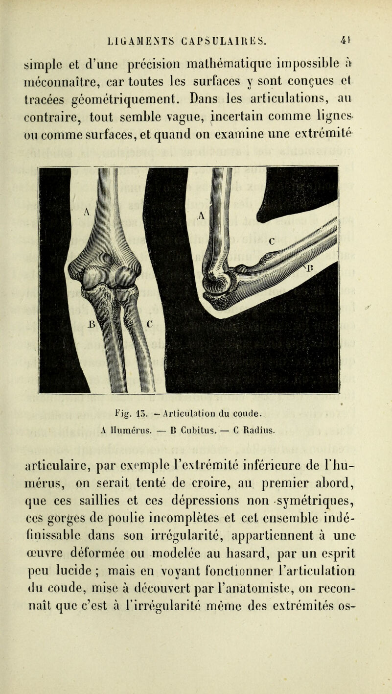 simple et d'une précision mathématique impossible à méconnaître, car toutes les surfaces y sont conçues et tracées géométriquement. Dans les articulations, au contraire, tout semble vague, incertain comme lignes ou comme surfaces, et quand on examine une extrémité Fig. 13. — Articulation du coude. A Humérus. — B Cubitus. — C Radius. articulaire, par exemple l'extrémité inférieure de l'hu- mérus, on serait tenté de croire, au premier abord, que ces saillies et ces dépressions non symétriques, ces gorges de poulie incomplètes et cet ensemble indé- finissable dans son irrégularité, appartiennent à une œuvre déformée ou modelée au hasard, par un esprit peu lucide ; mais en voyant fonctionner l'ar ticulation du coude, mise à découvert par l'anatomiste, on recon- naît que c'est à l'irrégularité même des extrémités os-