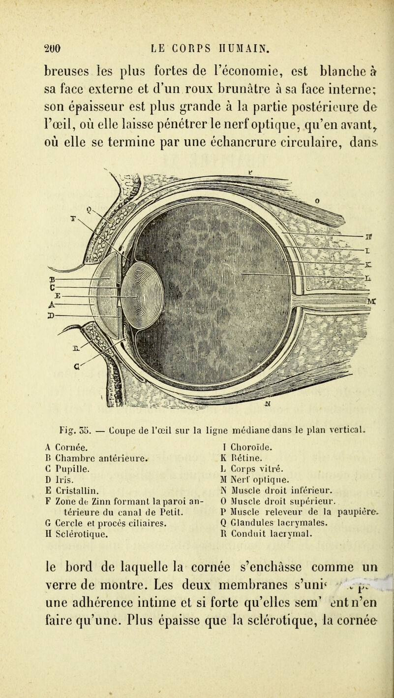 breuses les plus fortes de l'économie, est blanche à sa face externe et d'un roux brunâtre à sa face interne; son épaisseur est plus grande à la partie postérieure de Pœil, où elle laisse pénétrer le nerf optique, qu'en avant^ où elle se termine par une écliancrure circulaire, dans- Coupe de Fœil sur la ligne médiane dans le plan verticaL Fig. 55. — A Cornée. B Chambre antérieure. G Pupille. D Iris. E Cristallin. F Zone de Zinn formant la paroi an- térieure du canal de Petit. G Cercle et procès ciliaires. H Sclérotique. 1 Choroïde. K Rétine. L Corps vitré. M Nerf optique. N ftiuscle droit inférieur. 0 Muscle droit supérieur. P Muscle releveur de la paupière. Q Glandules lacrymales. R Conduit lacrymal. le bord de laquelle la cornée s'enchâsse comme un verre de montre. Les deux membranes s'uni^ . une adhérence intime et si forte qu'elles sem' entn'en faire qu'une. Plus épaisse que la sclérotique, la cornée-