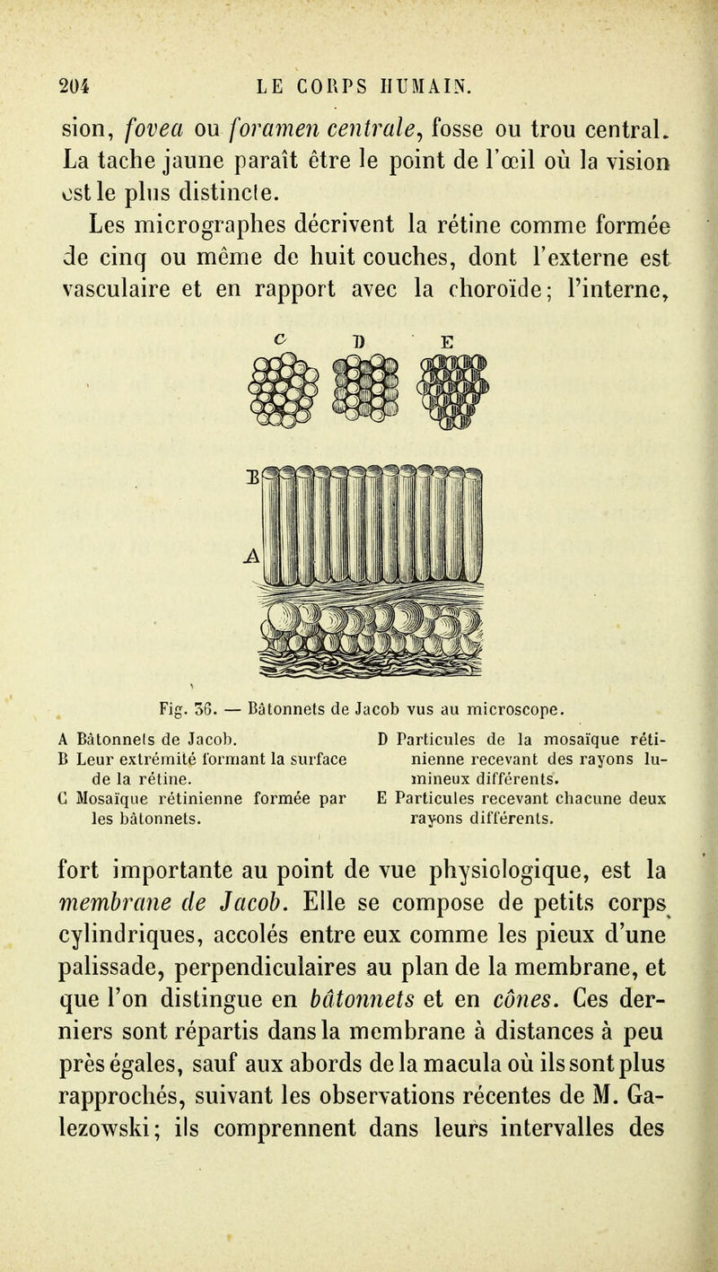 sion, fovea ou foramen centrale^ fosse ou trou centraL La tache jaune paraît être le point de Foeil où la vision ost le plus distincte. Les micrograplies décrivent la rétine comme formée de cinq ou même de huit couches, dont l'externe est vasculaire et en rapport avec la choroïde; l'interne. <^ D E Fig. 56. — Bâtonnets de Jacob vus au microscope. A Bâtonnels de Jacob. D Particules de la mosaïque réti- B Leur extrémité formant la surface nienne recevant des rayons lu- de la rétine. mineux différents. G Mosaïque rétinienne formée par E Particules recevant chacune deux les bâtonnets. rayons différents. fort importante au point de vue physiologique, est la membrane de Jacob, Elle se compose de petits corps cylindriques, accolés entre eux comme les pieux d'une palissade, perpendiculaires au plan de la membrane, et que Ton distingue en bâtonnets et en cônes. Ces der- niers sont répartis dans la membrane à distances à peu près égales, sauf aux abords delà macula où ils sont plus rapprochés, suivant les observations récentes de M. Ga- lezowski; ils comprennent dans leurs intervalles des