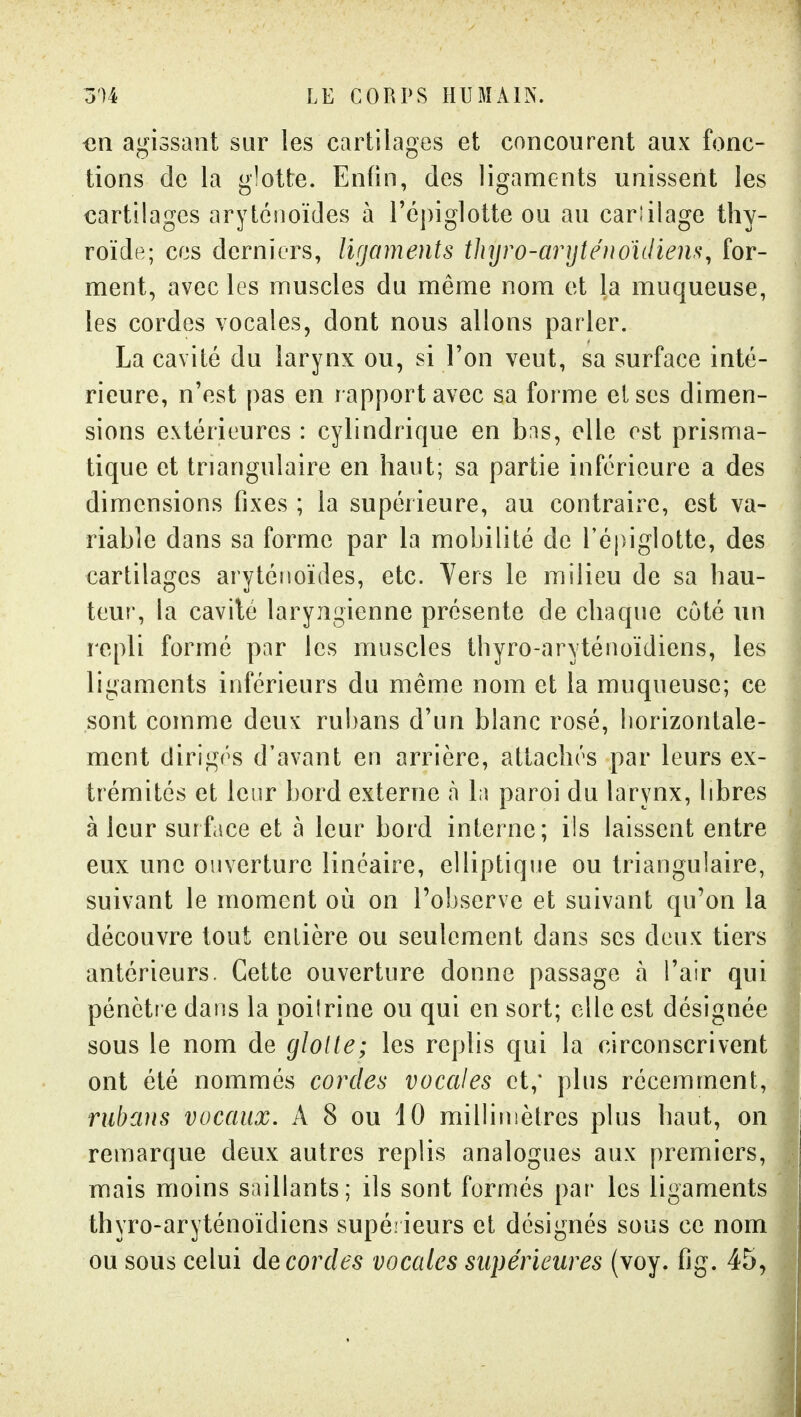 an agissant sur les cartilages et concourent aux fonc- tions de la glotte. Enfin, des ligaments unissent les cartilages arytéiioïdes à répiglotte ou au cariilage thy- roïde; ces derniers, ligaments thyro-aryténoidiem, for- ment, avec les muscles du même nom et la muqueuse, les cordes vocales, dont nous allons parler. La cavité du larynx ou, si l'on veut, sa surface inté- rieure, n'est pas en rapport avec sa forme et ses dimen- sions extérieures : cylindrique en bns, elle est prisma- tique et triangulaire en haut; sa partie inférieure a des dimensions fixes ; la supérieure, au contraire, est va- riable dans sa forme par la mobilité de Tépiglotte, des cartilages arytétioïdes, etc. Vers le milieu de sa hau- teur, la cavilé laryngienne présente de chaque côté un repli formé par les muscles thyro-aryténoïdiens, les ligaments inférieurs du même nom et la muqueuse; ce sont comme deux rubans d'un blanc rosé, liorizonlale- ment dirigés d'avant en arrière, attachés par leurs ex- trémités et leur bord externe à la paroi du larynx, libres à leur surf.ice et à leur bord interne; ils laissent entre eux une ouverture linéaire, elliptique ou triangulaire, suivant le moment où on l'observe et suivant qu'on la découvre tout entière ou seulement dans ses deux tiers antérieurs. Cette ouverture donne passage h l'air qui pénètre dans la poiîrine ou qui en sort; elle est désignée sous le nom de glotte; les replis qui la circonscrivent ont été nommés cordes vocales et,' plus récemment, rubans vocaux. A 8 ou 10 millimètres plus haut, on remarque deux autres replis analogues aux premiers, mais moins saillants; ils sont formés par les ligaments thyro-aryténoïdiens supérieurs et désignés sous ce nom ou sous celui de cordes vocales supérieures (voy. fig. 45,