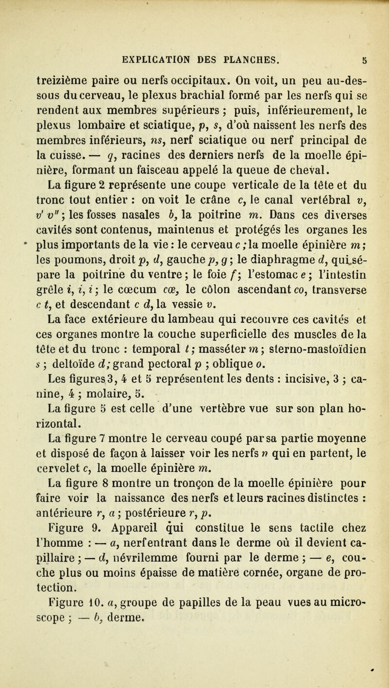 treizième paire ou nerfs occipitaux. On voit, un peu au-des- sous du cerveau, le plexus brachial formé par les nerfs qui se rendent aux membres supérieurs ; puis, inférieurement, le plexus lombaire et sciatique, p, s, d'où naissent les nerfs des membres inférieurs, 7is, nerf sciatique ou nerf principal de la cuisse. —- q, racines des derniers nerfs de la moelle épi- nière, formant un faisceau appelé la queue de cheval. La figure 2 représente une coupe verticale de la tête et du tronc tout entier : on voit le crâne c, le canal vertébral v, t;; les fosses nasales 6,1a poitrine m. Dans ces diverses cavités sont contenus, maintenus et protégés les organes les • plus importants de la vie : le cerveau c ;la moelle épinière m ; les poumons, droit p, î/, gauche p,g; le diaphragme d, qui.sé- pare la poitrine du ventre; le foie f; l'estomace; l'intestin grêle i, i ; le cœcum cœ, le côlon ascendant co, transverse e t, et descendant c d, la vessie v, La face extérieure du lambeau qui recouvre ces cavités et ces organes montre la couche superficielle des muscles de la tête et du tronc ; temporal t; masséter sterno-mastoïdien 5 ; deltoïde d; grand pectoral p ; oblique o. Les figures 3, 4 et 5 représentent les dents : incisive, 3 ; ca- nine, 4 ; molaire, 5. La figure 5 est celle d'une vertèbre vue sur son plan ho- rizontal. La figure 7 montre le cerveau coupé par sa partie moyenne et disposé de façon à laisser voir les nerfs n qui en partent, le cervelet c, la moelle épinière m. La figure 8 montre un tronçon de la moelle épinière pour faire voir la naissance des nerfs et leurs racines distinctes : antérieure r, a ; postérieure r, p. Figure 9. Appareil qui constitue le sens tactile chez l'homme : — a, nerf entrant dans le derme où il devient ca- pillaire ; — d, névrilemme fourni par le derme ; — e, cou- che plus ou moins épaisse de matière cornée, organe de pro- tection. Figure 10. a, groupe de papilles de la peau vues au micro- scope ; -— derme.
