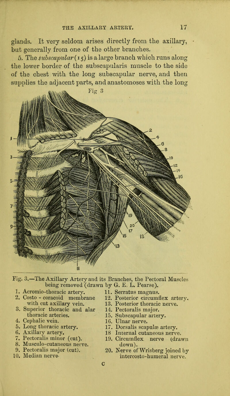 glands. It very seldom arises directly from the axillary, but generally from one of the other branches. 5. The subscapular (15) is a large branch which runs along the lower border of the subscapularis muscle to the side of the chest with the long subscapular nerve, and then supplies the adjacent parts, and anastomoses with the long Fi£ 8 Fig. 3.—The Axillary Artery and its Branches, the Pectoral Muscles being removed (drawn by G. E. L. Pearse). 1. Acromio-thoracic artery. 2. Costo - coracoid membrane with cut axillary vein. 3. Superior thoracic and alar thoracic arteries. 4. Cephalic vein. 5. Long thoracic artery. b\ Axillary artery. 7. Pectoralis minor (cut). 8. Musculocutaneous nerve. 9. Pectoralis major (cut). 10. Median nerve- 11. Serratus magnus. 12. Posterior circumflex artery, 13. Posterior thoracic nerve. 14. Pectoralis major. 15. Subscapular artery. 16. Ulnar nerve. 17. Dorsalis scapulae artery. 18 Internal cutaneous nerve. Circumflex nerve (drawn down). Nerve of Wrisberg joined by intercosto-humeral nerve. 19 20,